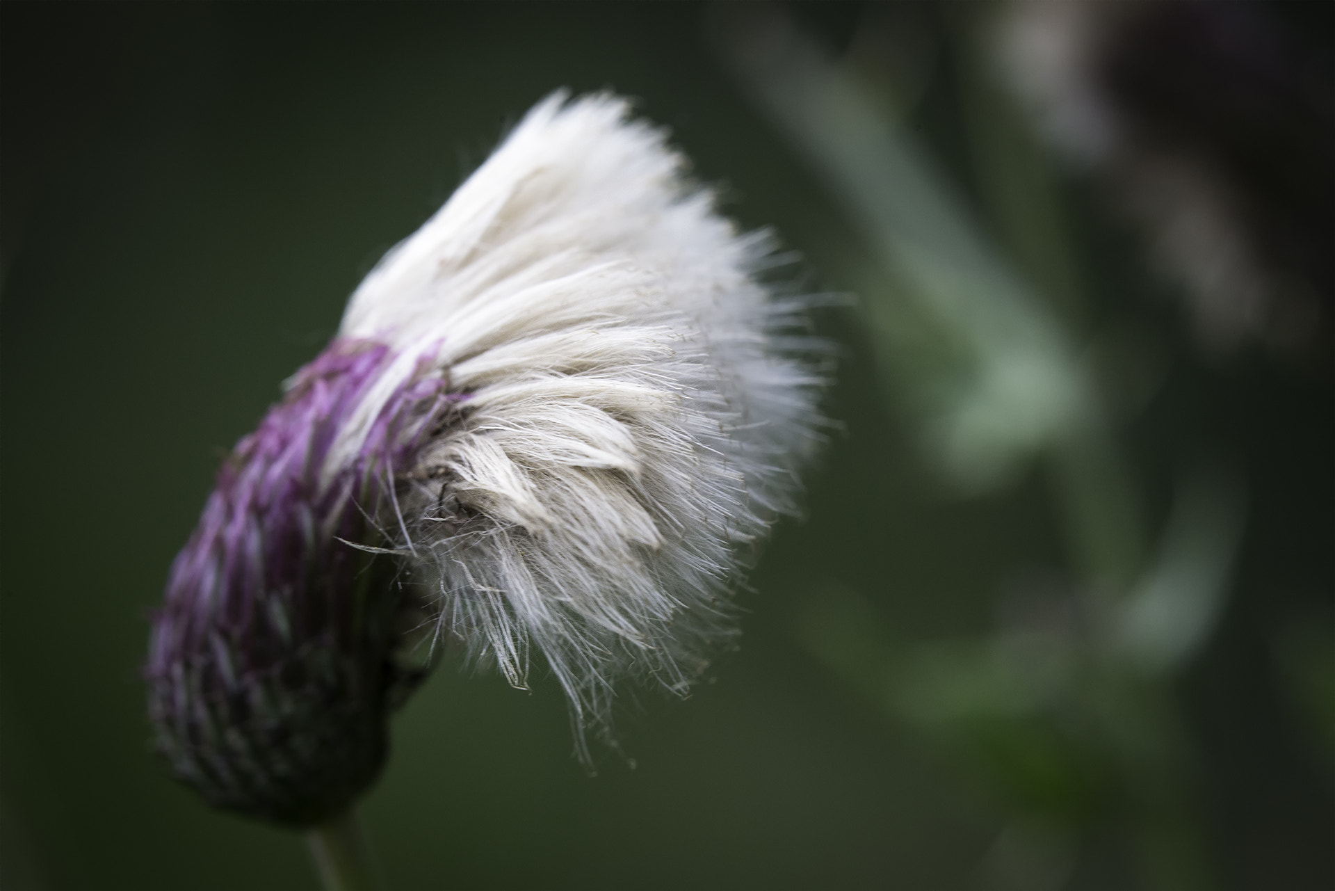 Sigma 150mm f/2.8 EX DG OS HSM APO Macro sample photo. Distel photography