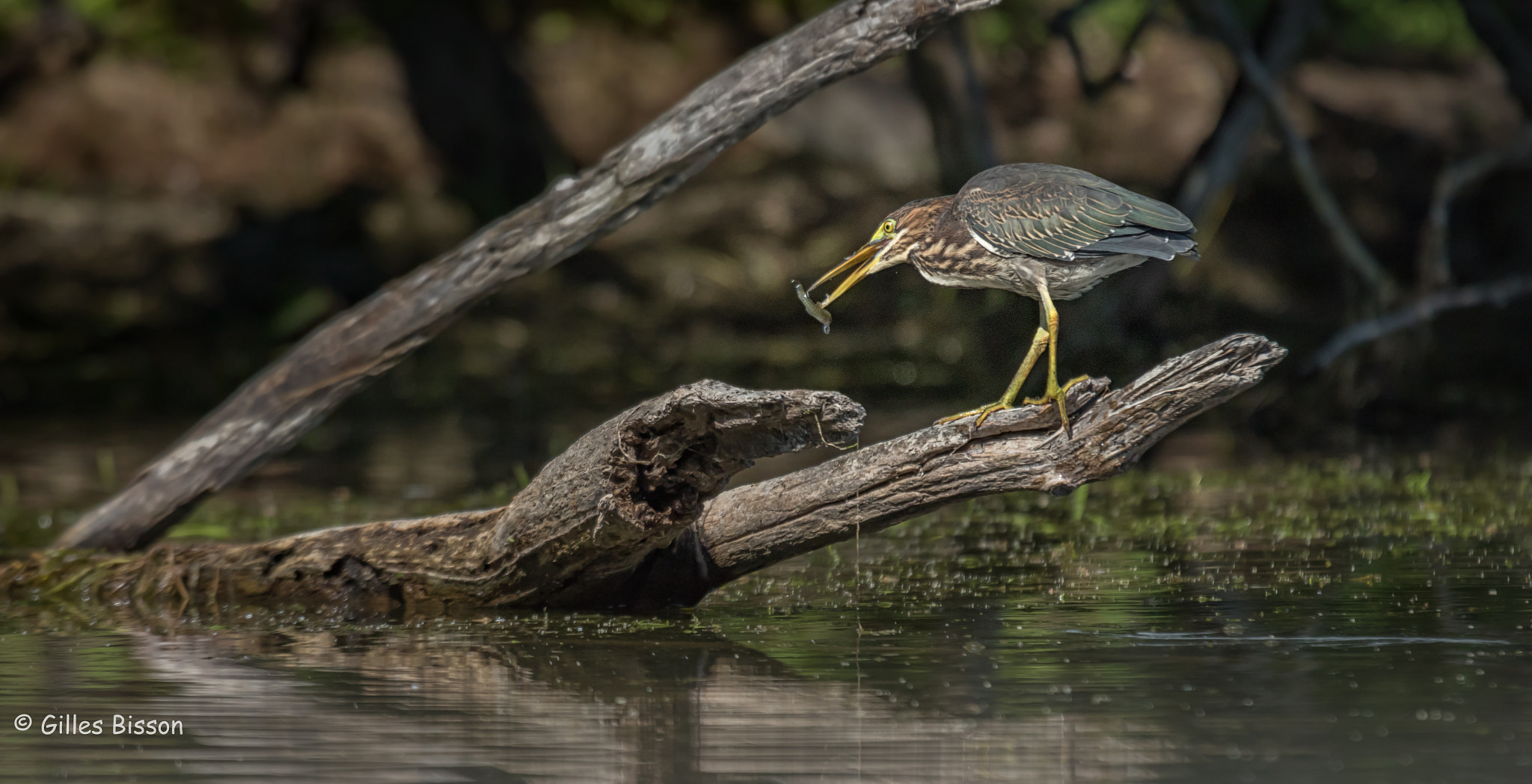 Canon EF 100-400mm F4.5-5.6L IS USM sample photo. Green heron breakfast photography