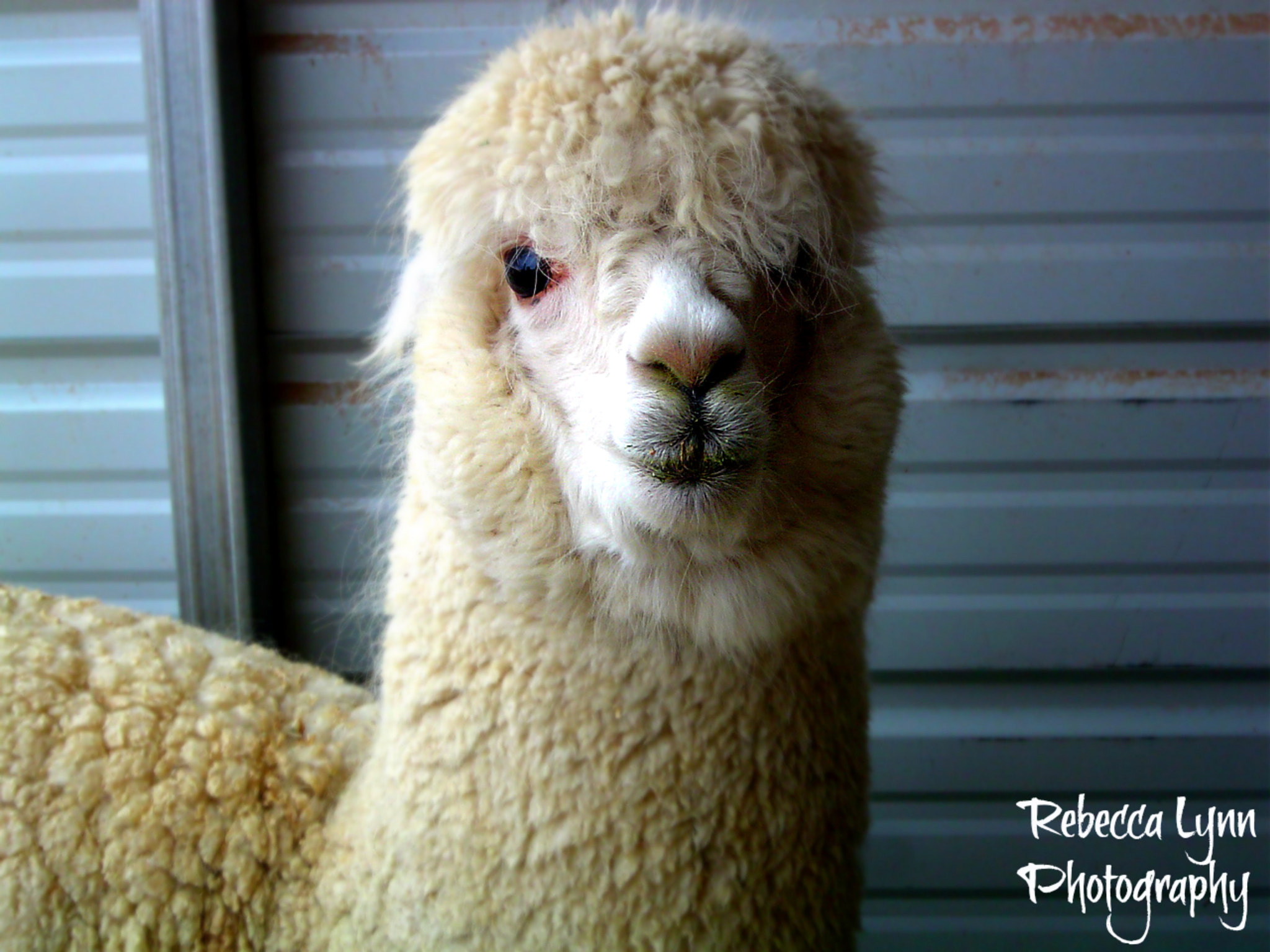 Sony DSC-P72 sample photo. Prescott the alpaca photography