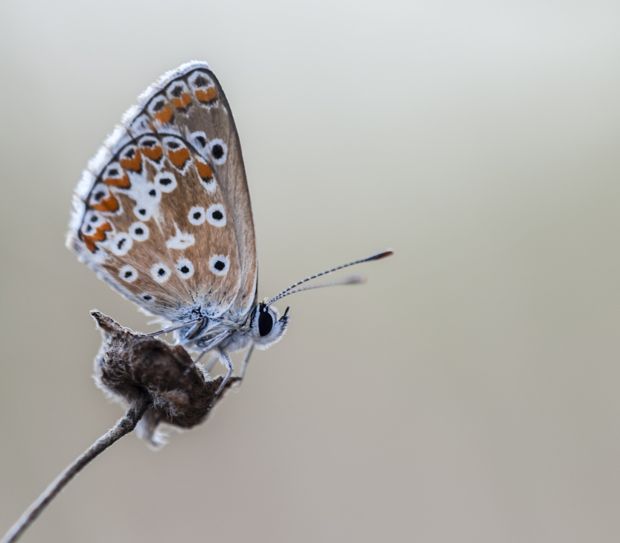 Sigma APO Macro 180mm F3.5 EX DG HSM sample photo. Mariposilla photography