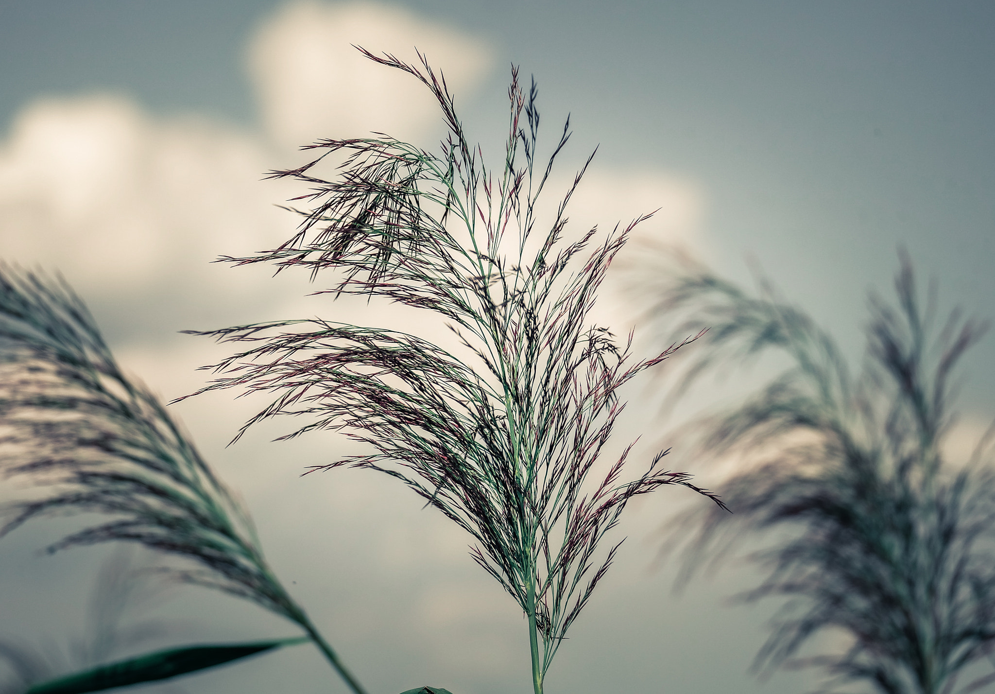 Fujifilm X-A1 + Fujifilm XC 50-230mm F4.5-6.7 OIS sample photo. Common reed(phragmites australis) photography