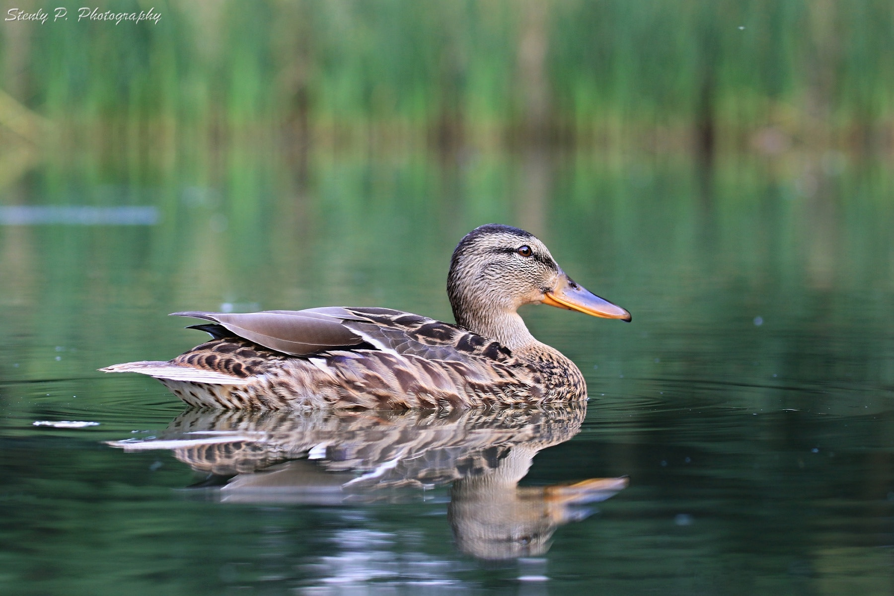 Canon EF 100-400mm F4.5-5.6L IS USM sample photo. Lady duck photography