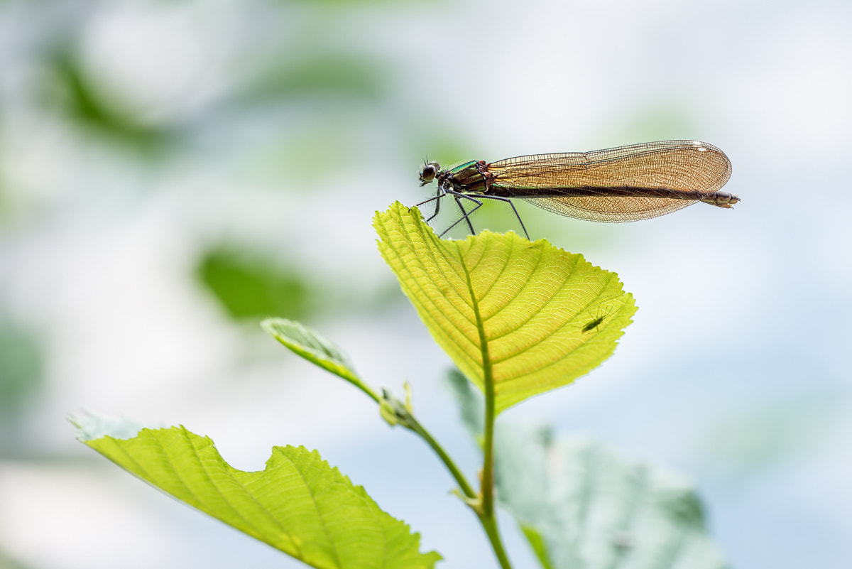 Sigma 150mm F2.8 EX DG OS Macro HSM sample photo. - calopteryx virgo - photography
