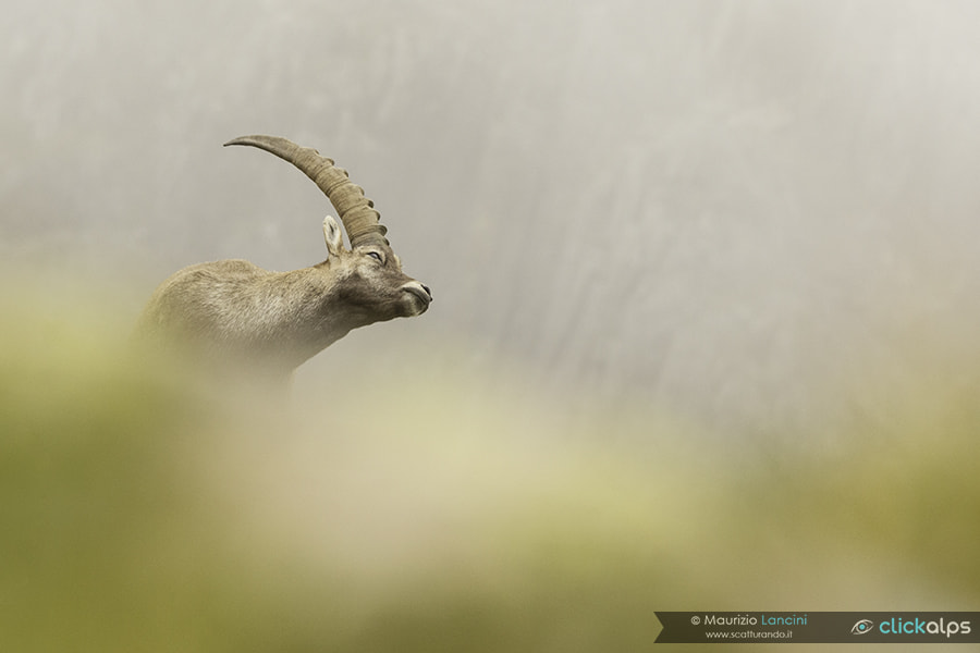 Canon EF 300mm F2.8L IS USM sample photo. Ibex photography