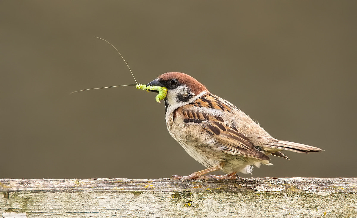 Tamron SP 150-600mm F5-6.3 Di VC USD sample photo. ***spatz von 07/2016 im donaudelta*** photography