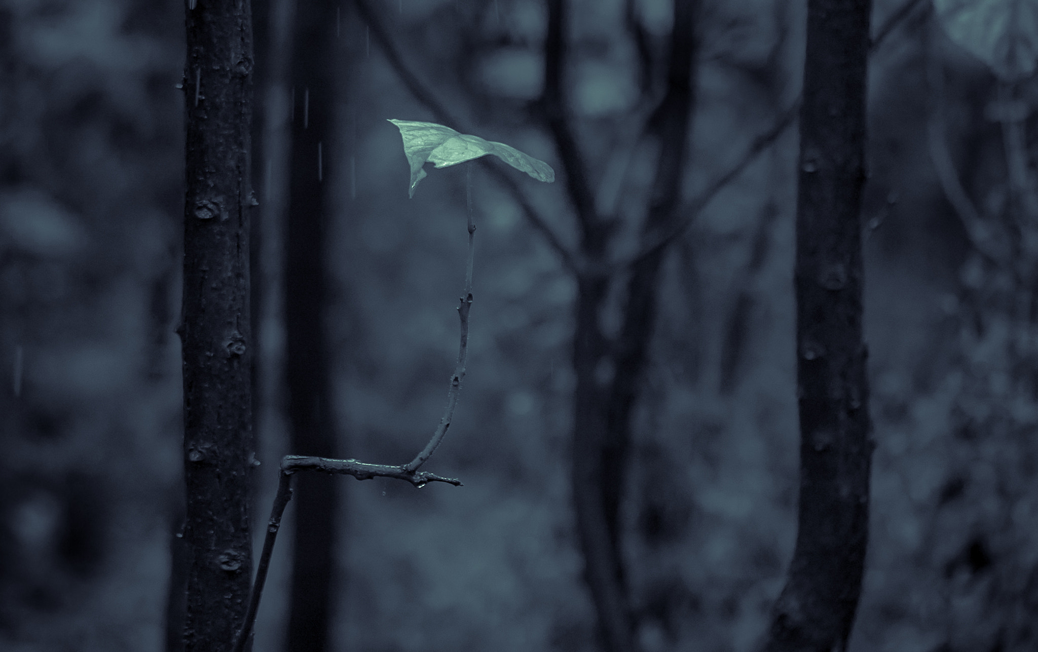 Sony a7S + Sony FE 90mm F2.8 Macro G OSS sample photo. Dsc09821-2.jpg photography