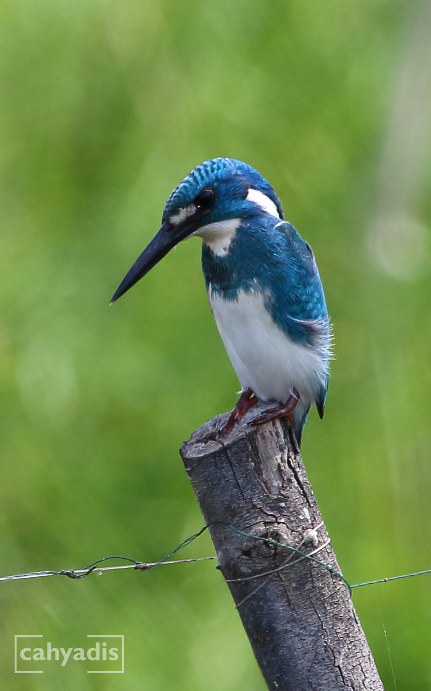 Canon EF 100-400mm F4.5-5.6L IS USM sample photo. Small blue kingfisher photography