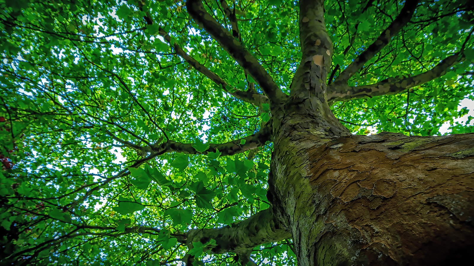 Canon EOS 5DS + Canon EF 11-24mm F4L USM sample photo. Tree photography