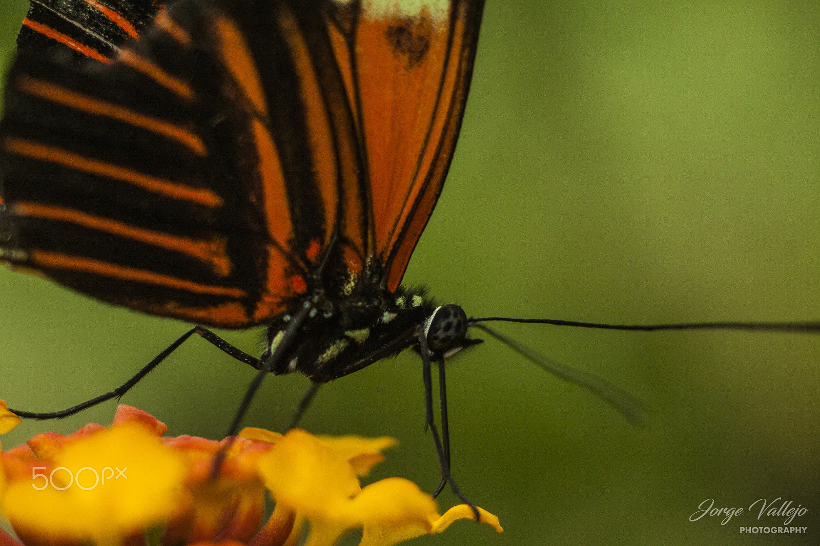 Canon EF 35-80mm f/4-5.6 sample photo. Mariposas photography