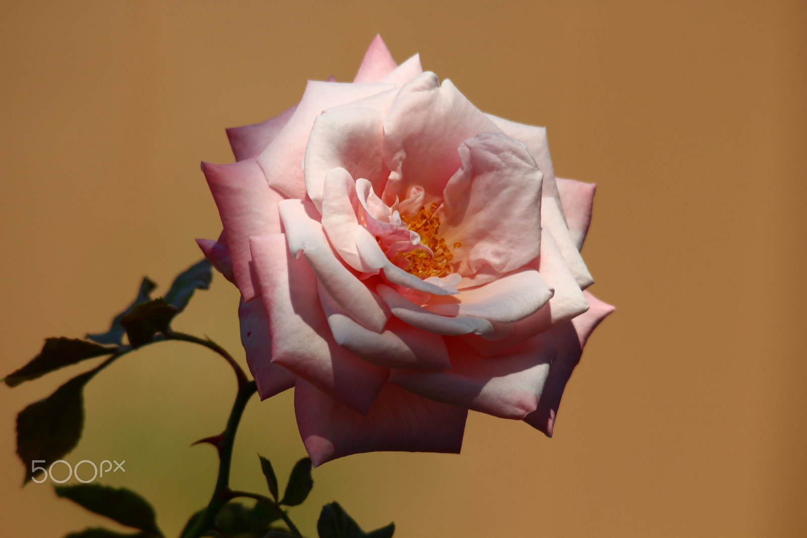 Sigma 150-500mm F5-6.3 DG OS HSM sample photo. Beautiful as you are my love photography