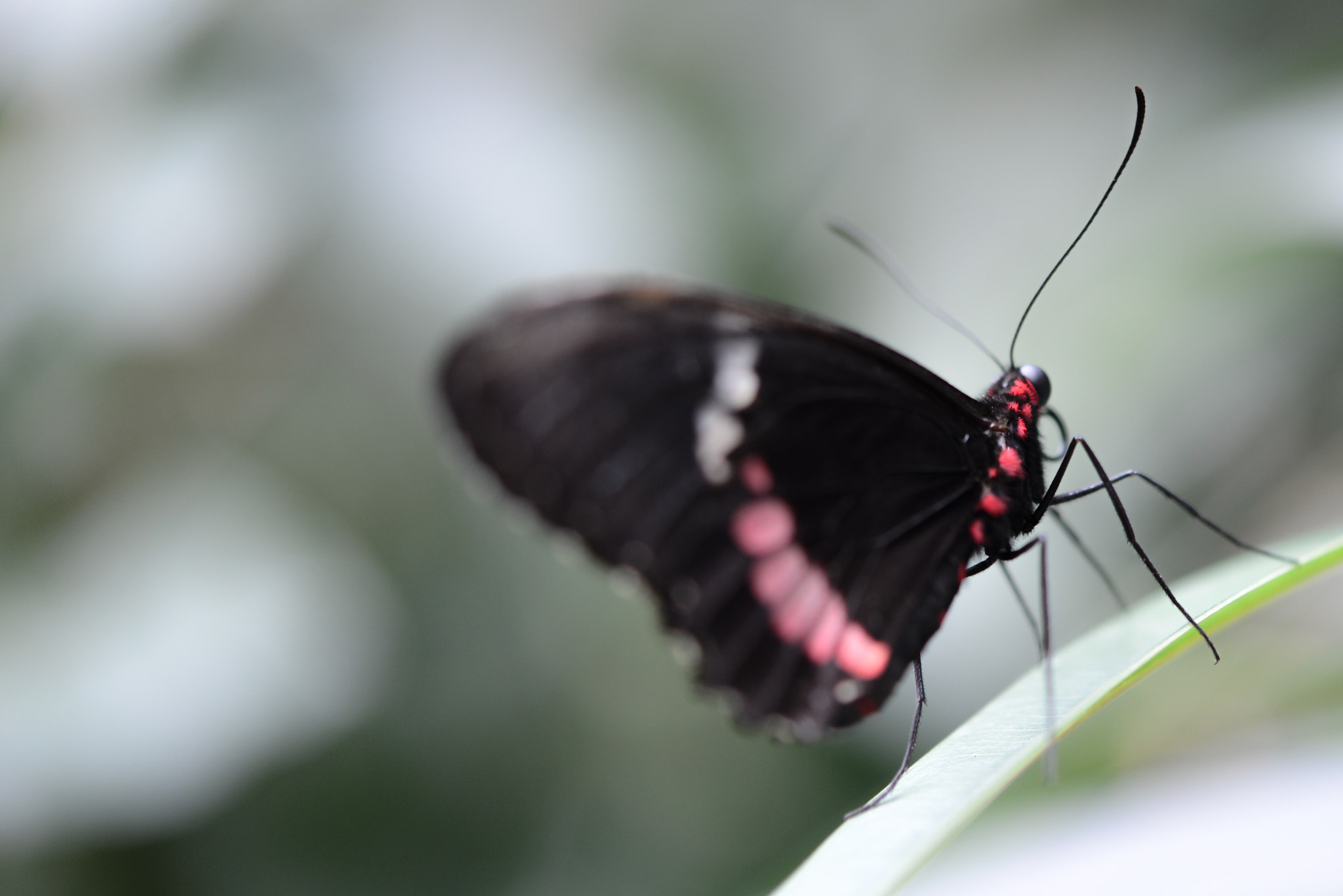 Nikon AF-S Micro-Nikkor 60mm F2.8G ED sample photo. Beauty photography