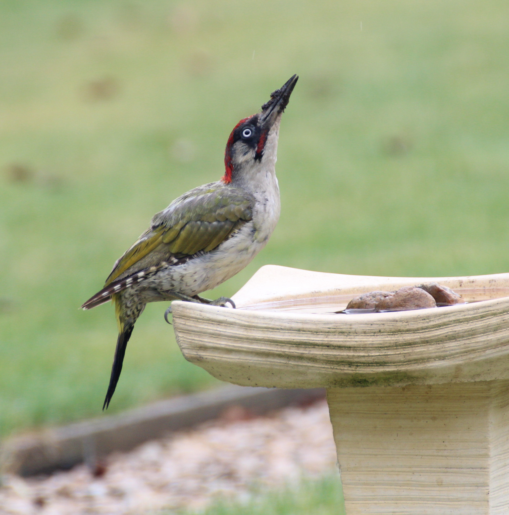 Canon EOS 600D (Rebel EOS T3i / EOS Kiss X5) + Canon 70-300mm sample photo. Green woodpecker at the water bath photography