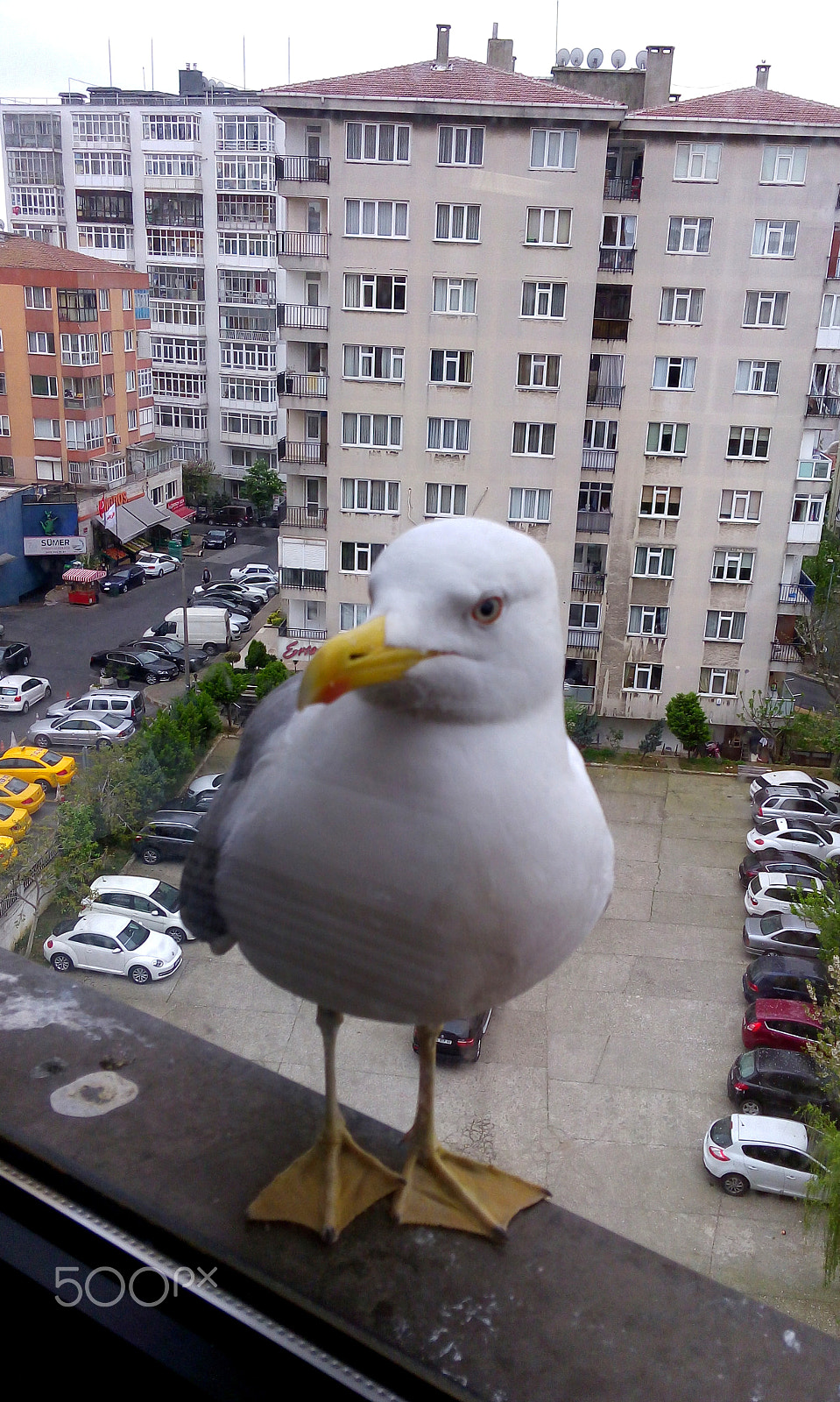 LG H542TR sample photo. Seagull photography