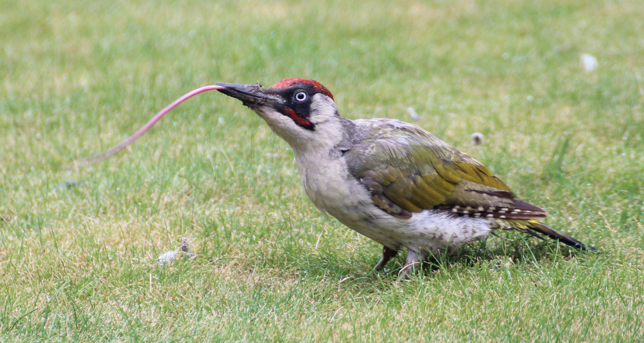 Canon EOS 600D (Rebel EOS T3i / EOS Kiss X5) + Canon 70-300mm sample photo. Green woodpecker tongue! photography