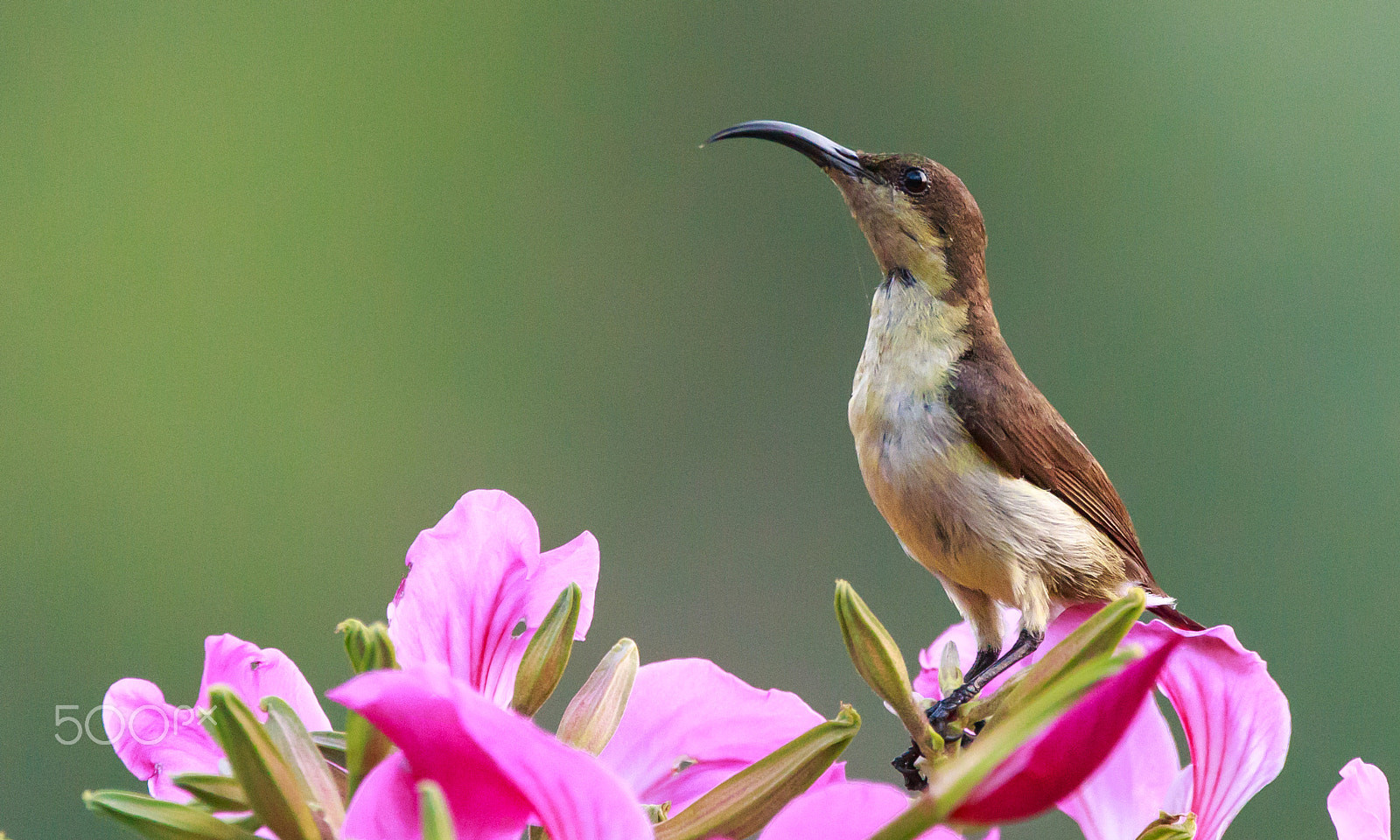 Sigma 150-600mm F5-6.3 DG OS HSM | C sample photo. I see you...... photography