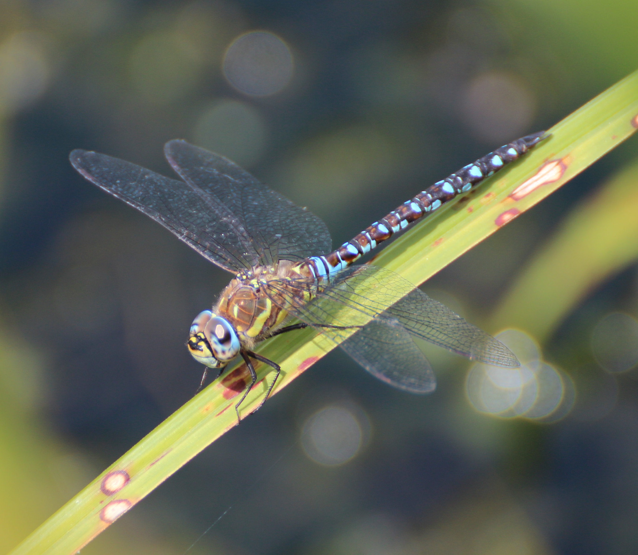 Canon EOS 600D (Rebel EOS T3i / EOS Kiss X5) + Canon 70-300mm sample photo. Migrant hawker at london wetland centre photography