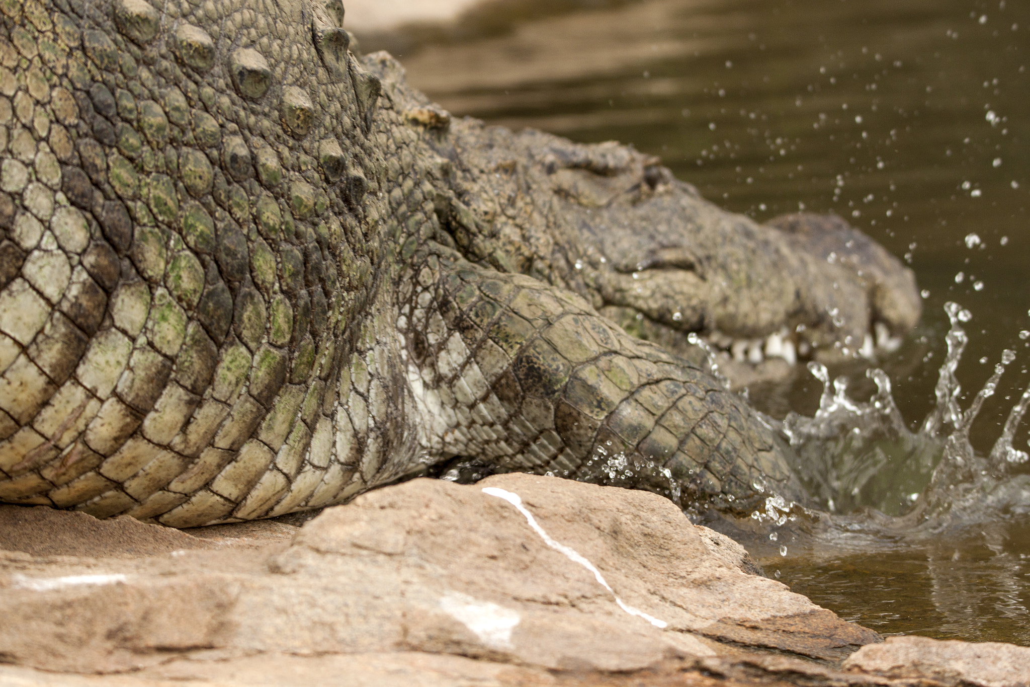 Tamron SP 150-600mm F5-6.3 Di VC USD sample photo. Marsh crocodile photography