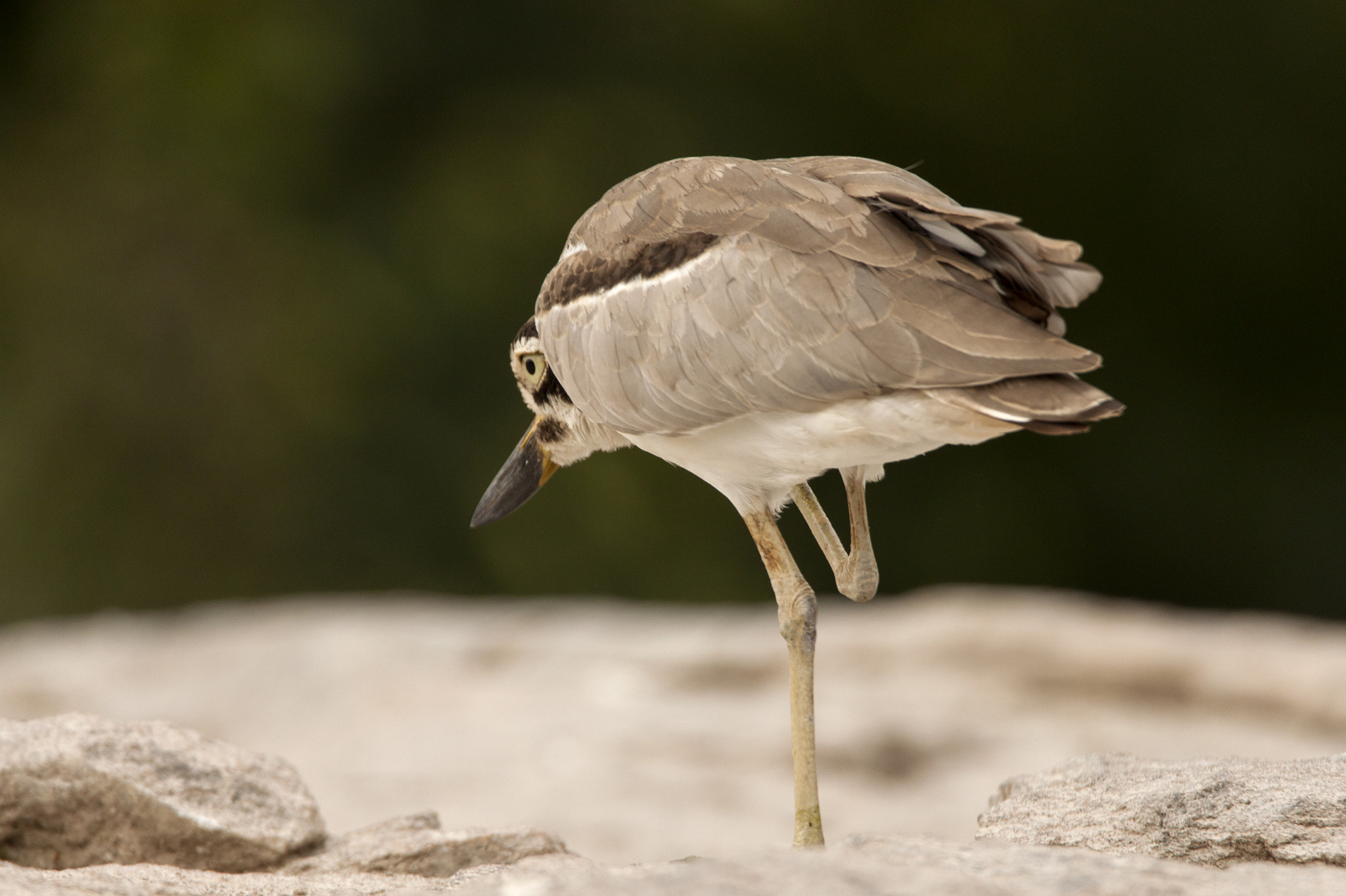 Tamron SP 150-600mm F5-6.3 Di VC USD sample photo. Stone plover photography