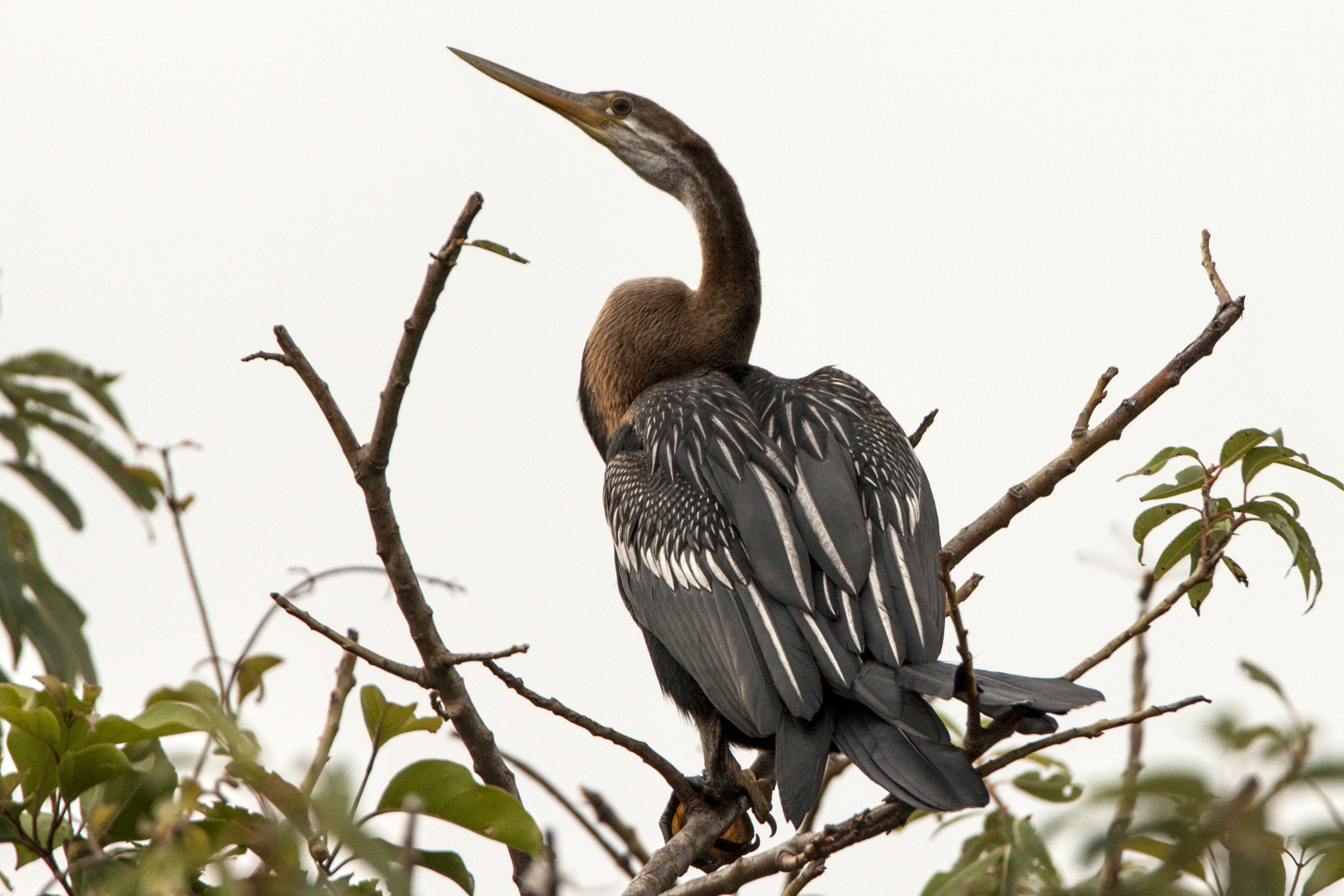 Tamron SP 150-600mm F5-6.3 Di VC USD sample photo. Snakebird - oriental darter photography