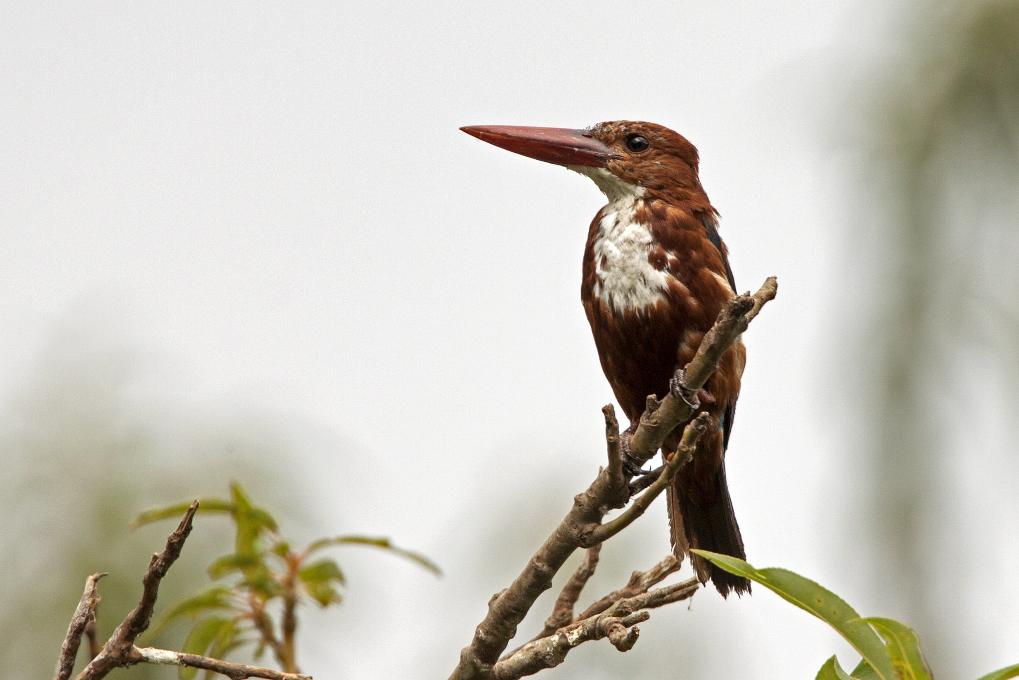 Tamron SP 150-600mm F5-6.3 Di VC USD sample photo. White throated kingfisher photography