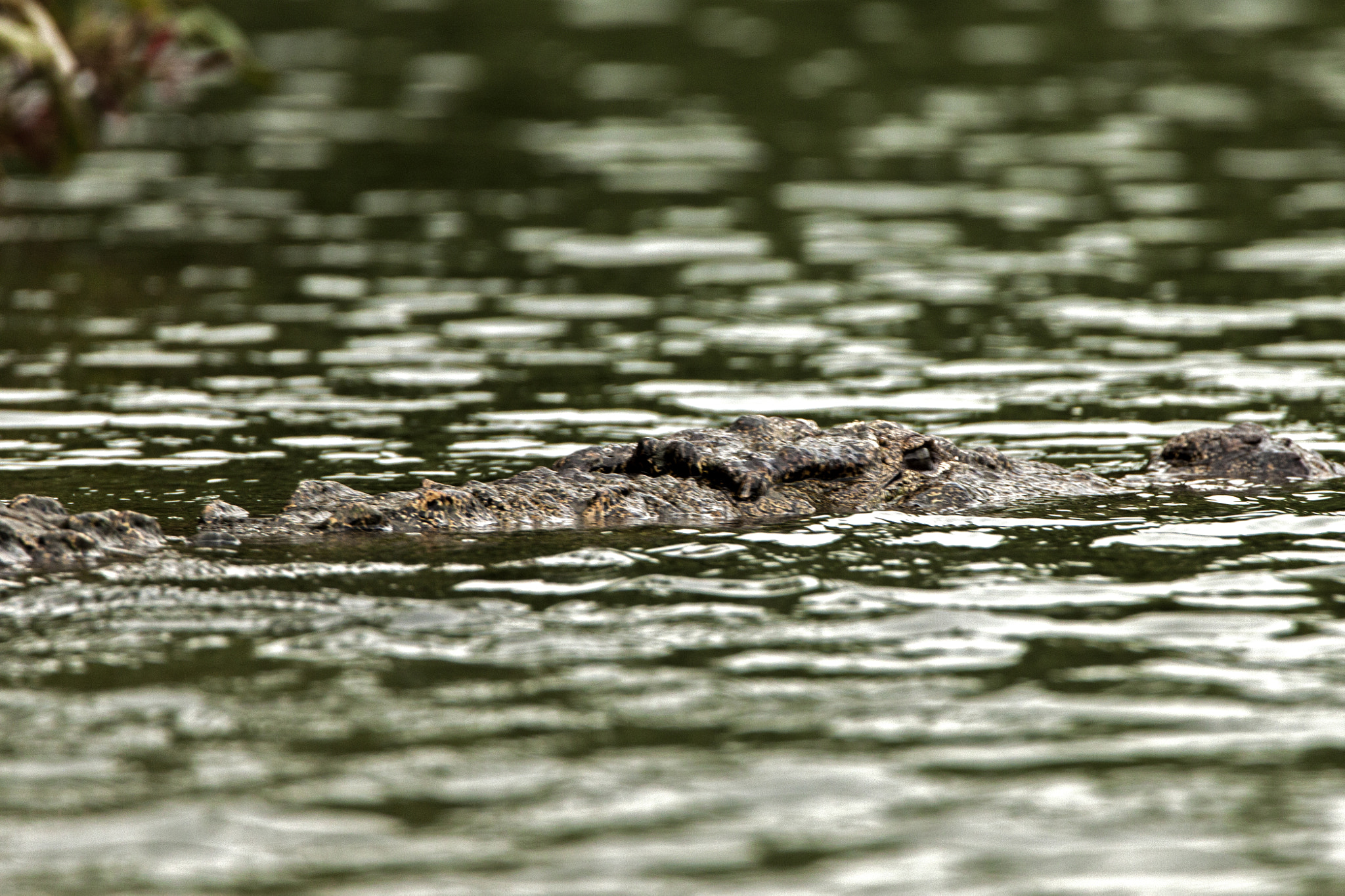 Tamron SP 150-600mm F5-6.3 Di VC USD sample photo. Marsh crocodile enjoying the water photography