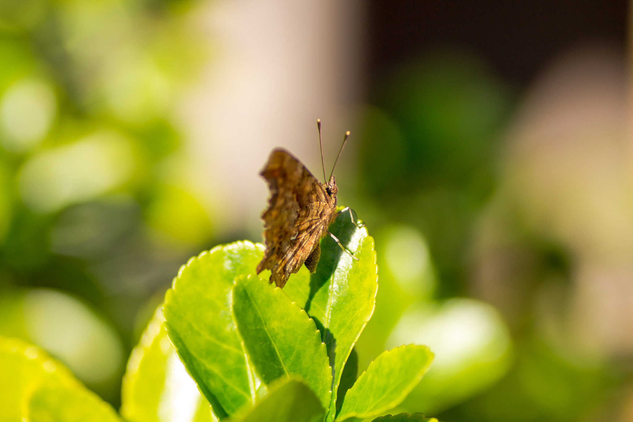 Canon EOS 700D (EOS Rebel T5i / EOS Kiss X7i) + Tamron SP AF 90mm F2.8 Di Macro sample photo. Butterfly photography