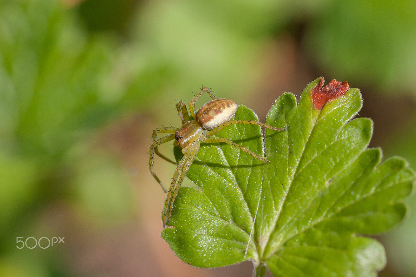 Canon EOS 5D Mark II + Sigma 70mm F2.8 EX DG Macro sample photo. A little wolf photography