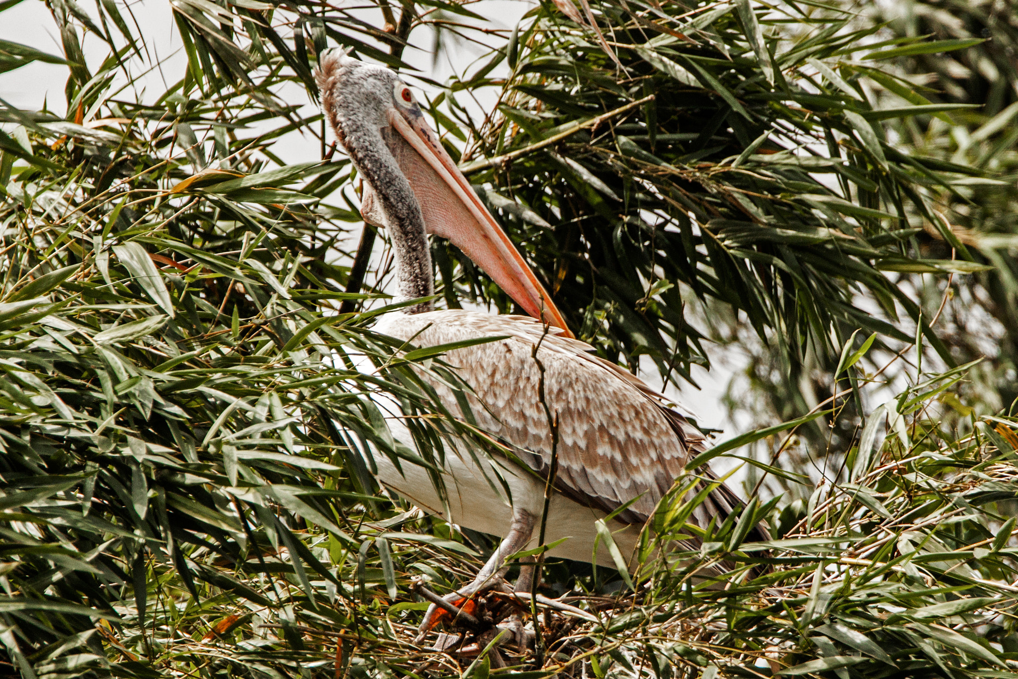 Tamron SP 150-600mm F5-6.3 Di VC USD sample photo. Pelican photography