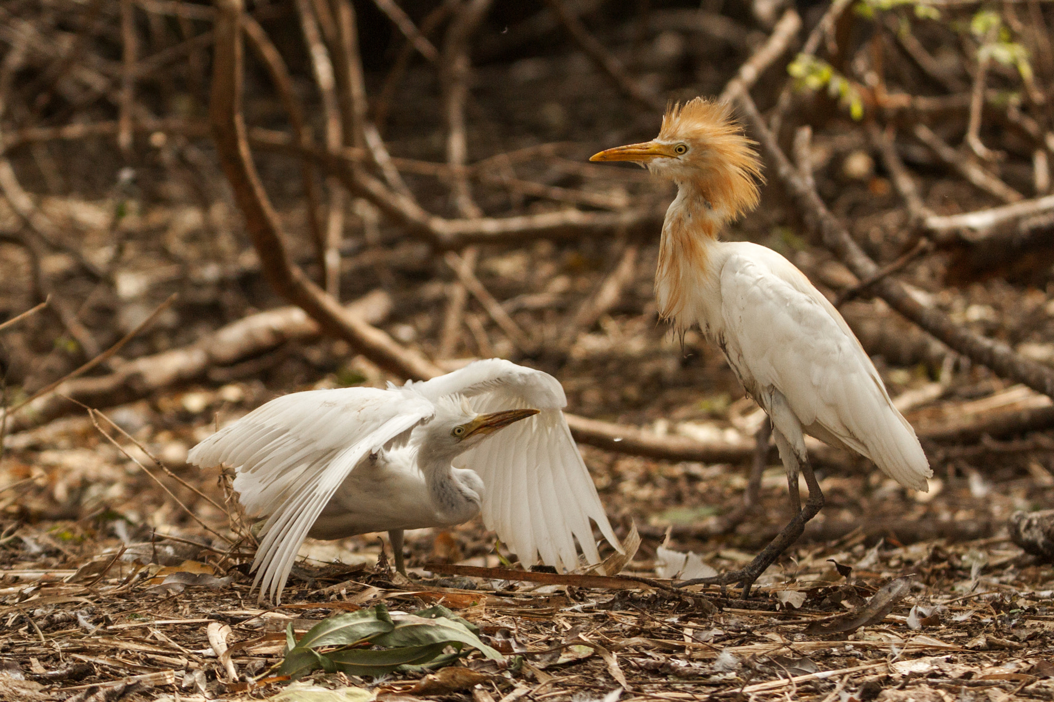 Tamron SP 150-600mm F5-6.3 Di VC USD sample photo. Egrets photography