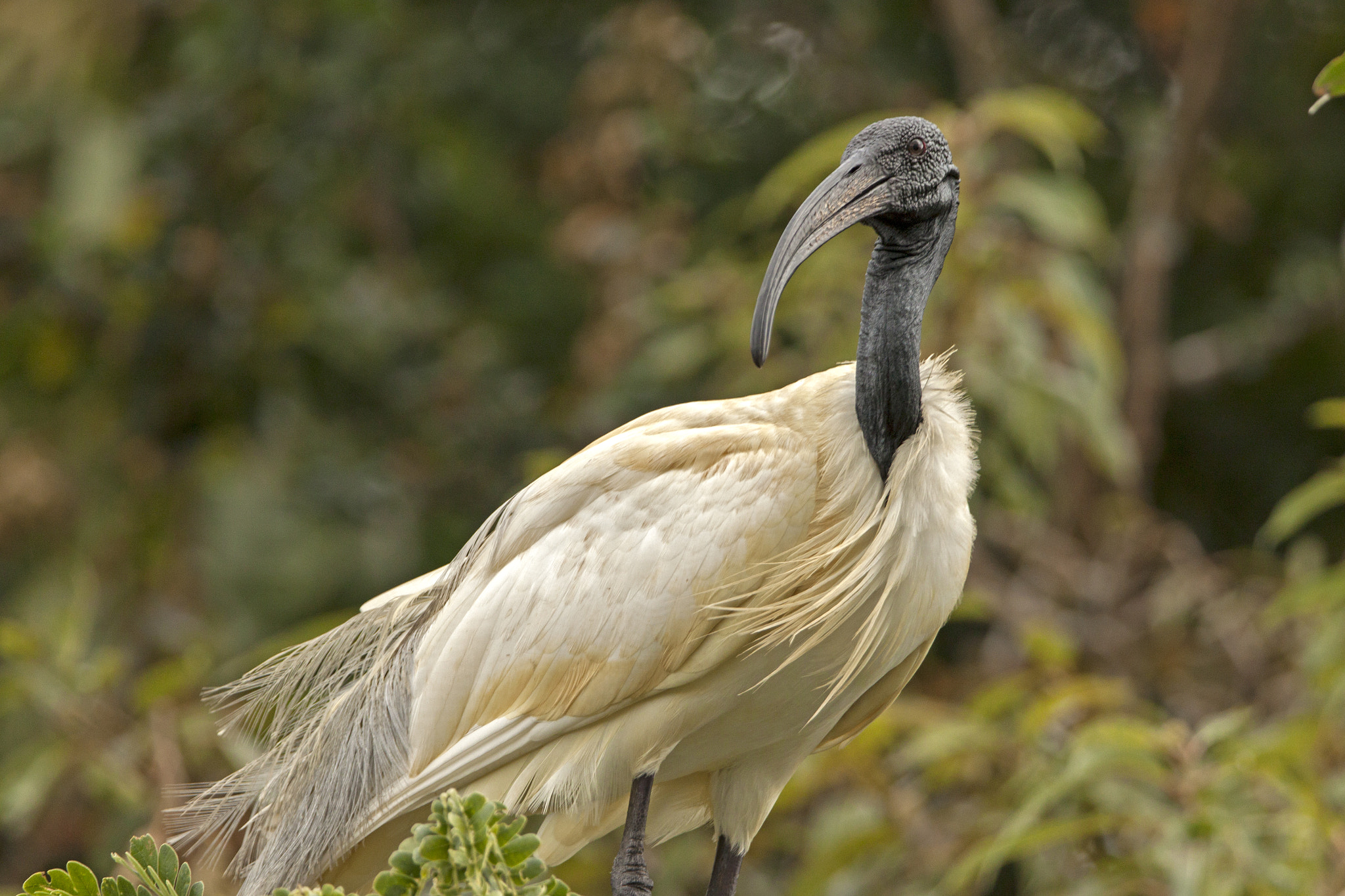 Tamron SP 150-600mm F5-6.3 Di VC USD sample photo. Black headed ibis photography