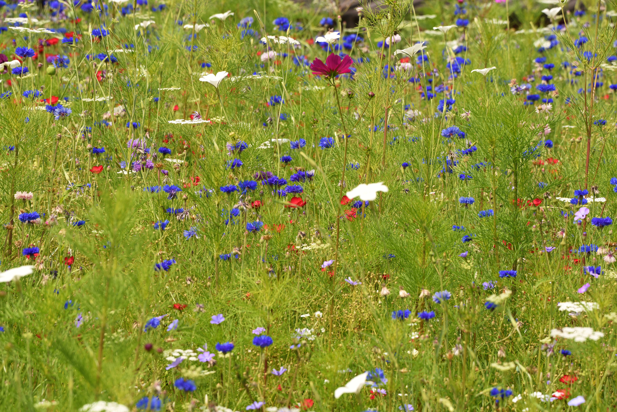 Sigma 50-500mm F4.5-6.3 DG OS HSM sample photo. Savill garden 17 august 2016 011 photography
