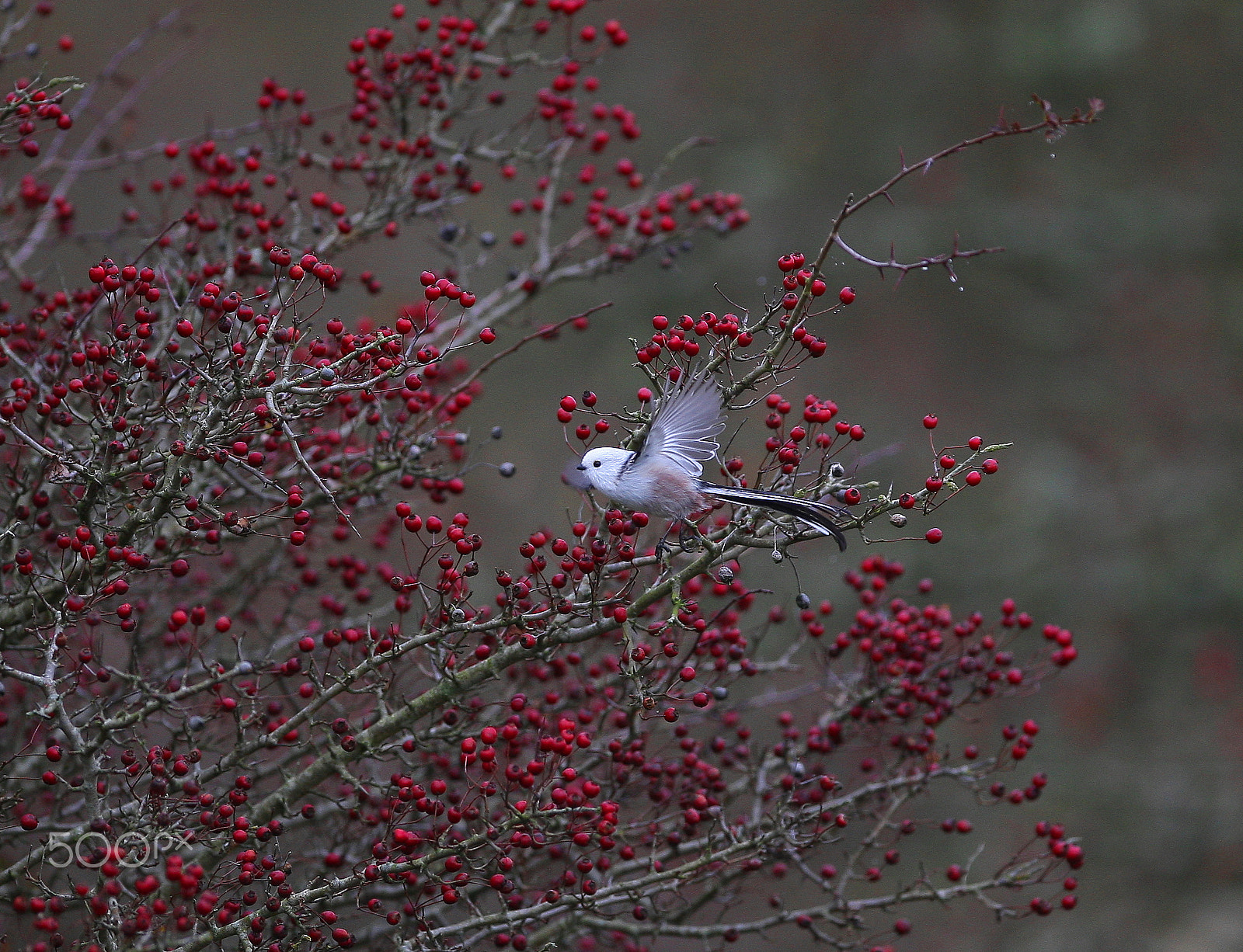 Canon EF 300mm F2.8L IS USM sample photo. On my way photography