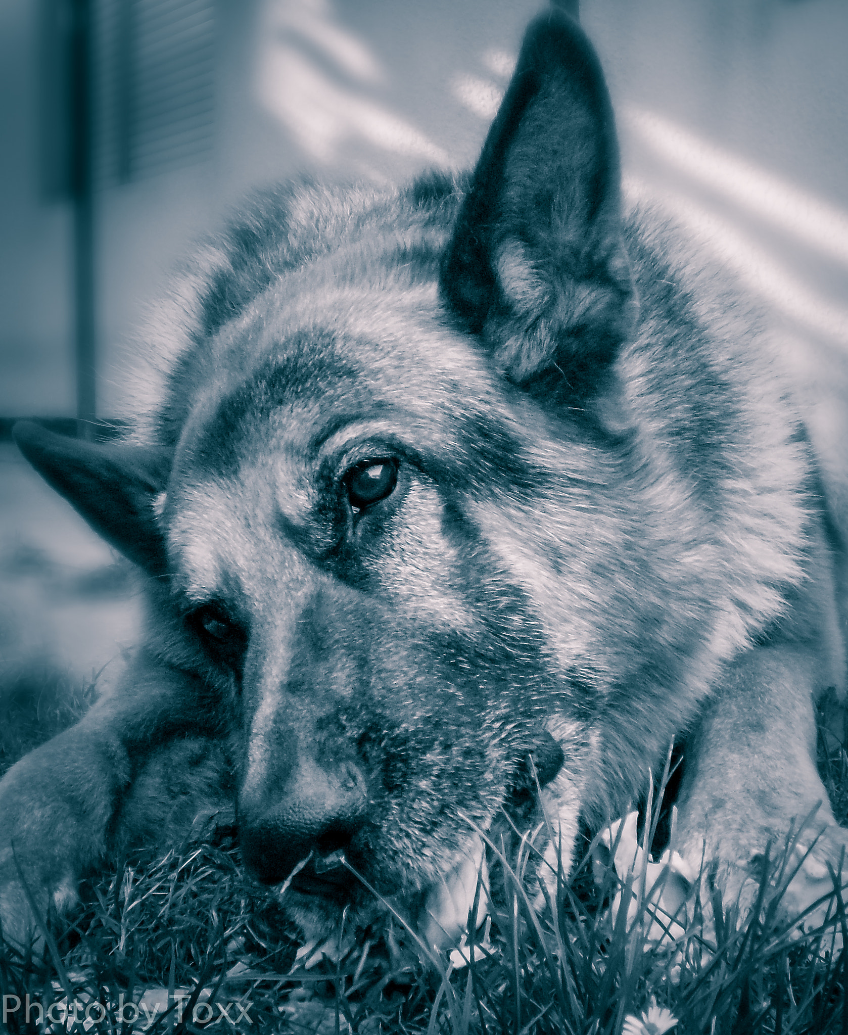 Olympus FE20,X15,C25 sample photo. My dog photography