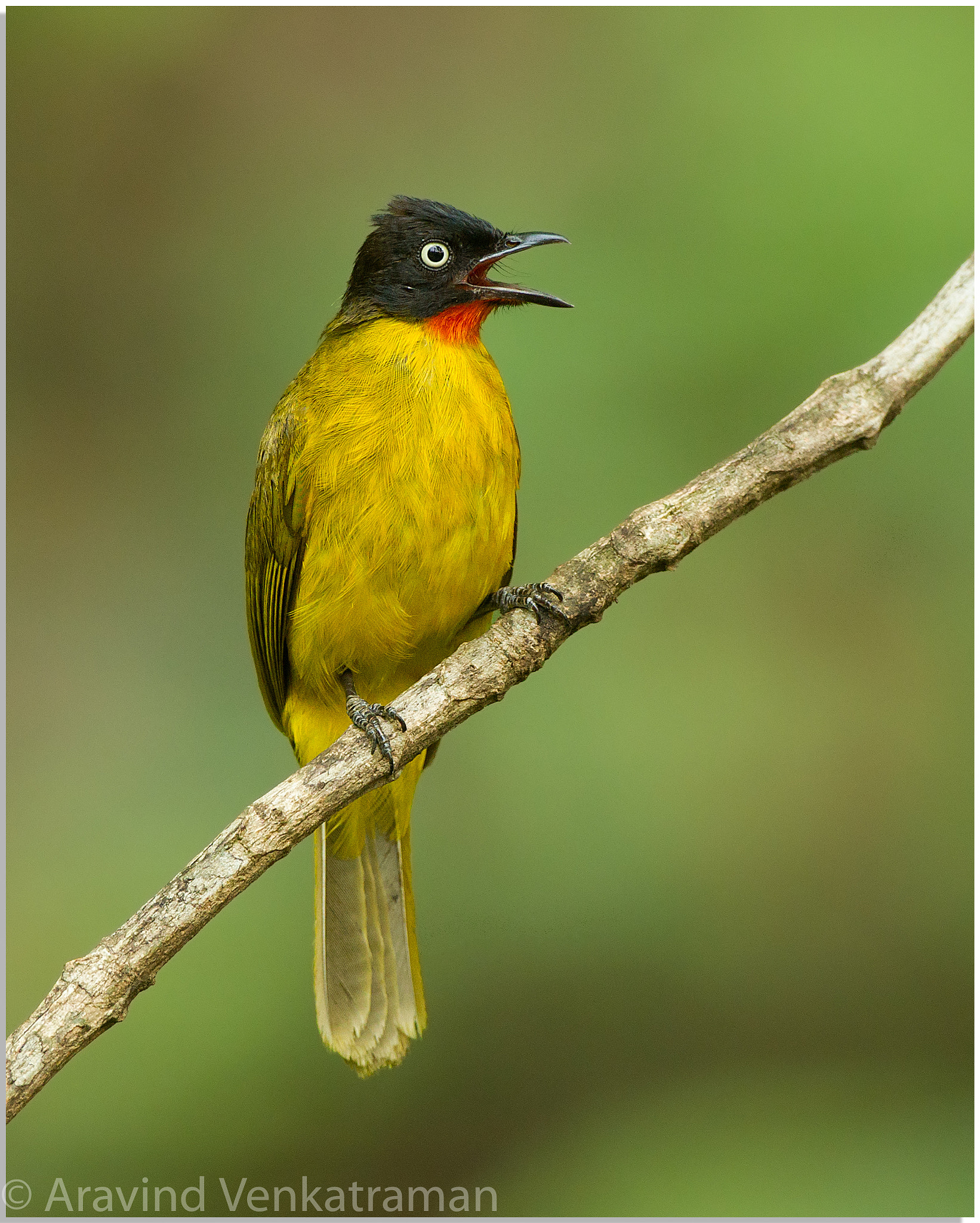 Canon EF 500mm F4L IS USM sample photo. Flame throated bulbul photography