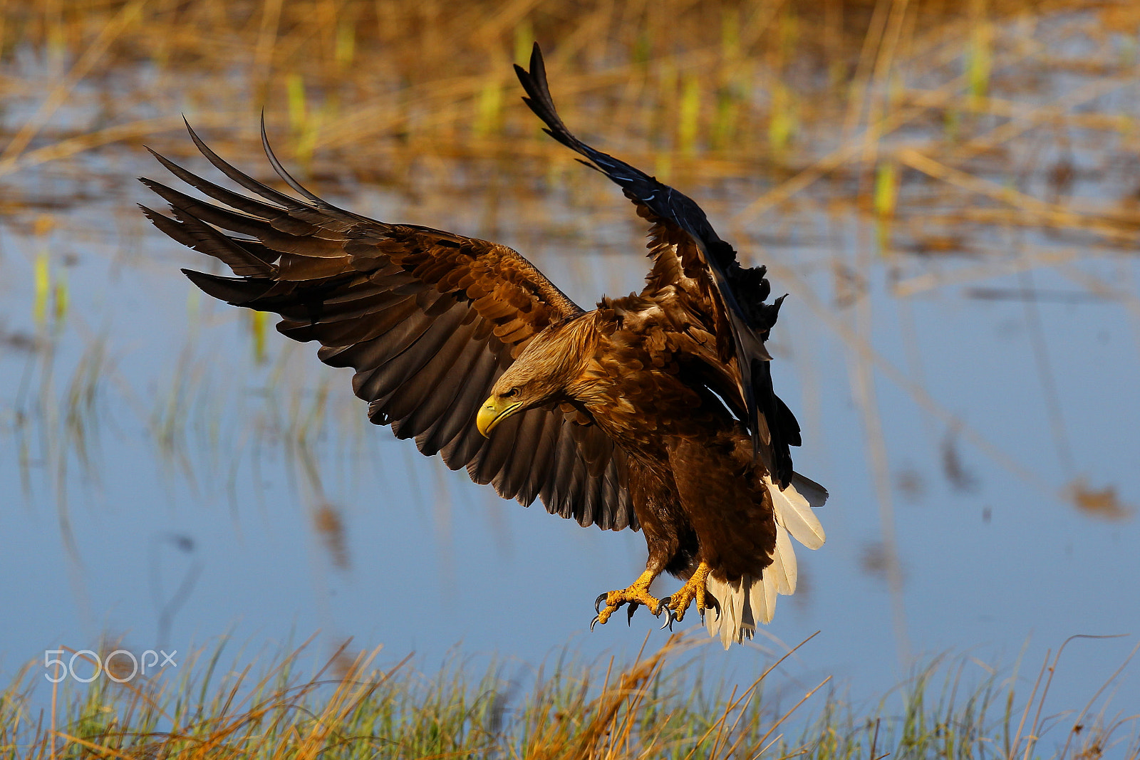Canon EOS-1D Mark IV + Canon EF 400mm F2.8L IS USM sample photo. Sea eagle for landing photography
