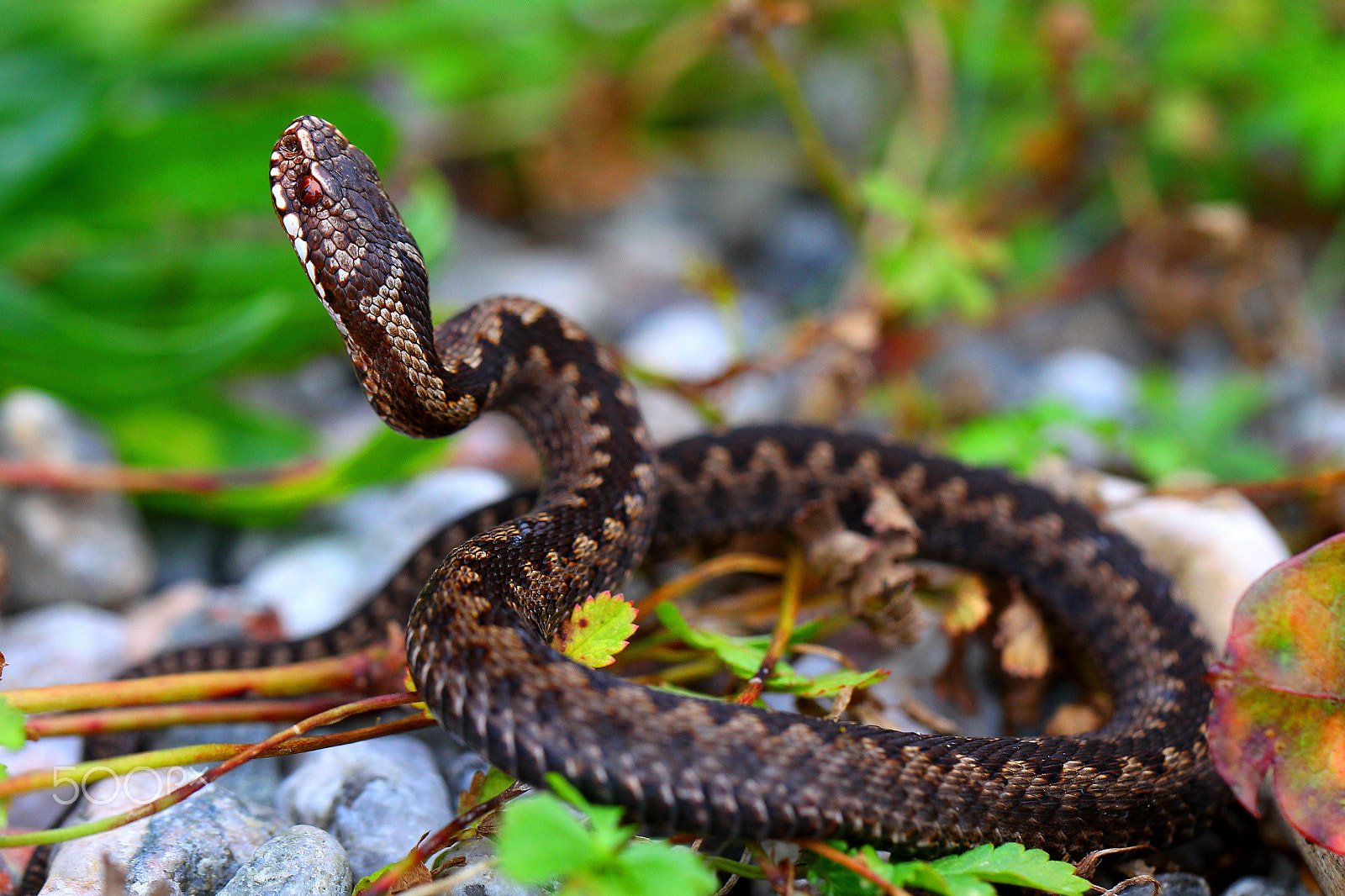 Canon EF 100mm F2.8L Macro IS USM sample photo. The swedish viper photography