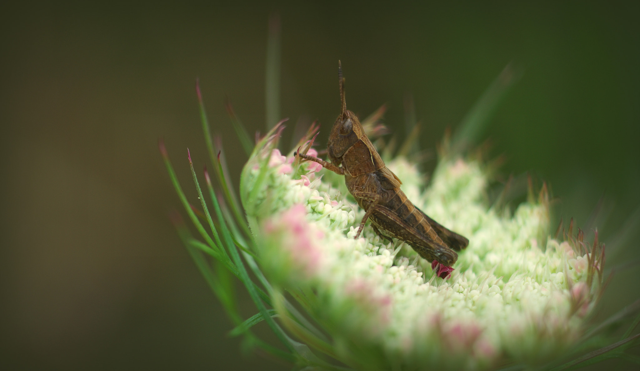 Pentax K-50 + smc PENTAX-FA MACRO 100mm F3.5 sample photo. °sweet.home° photography