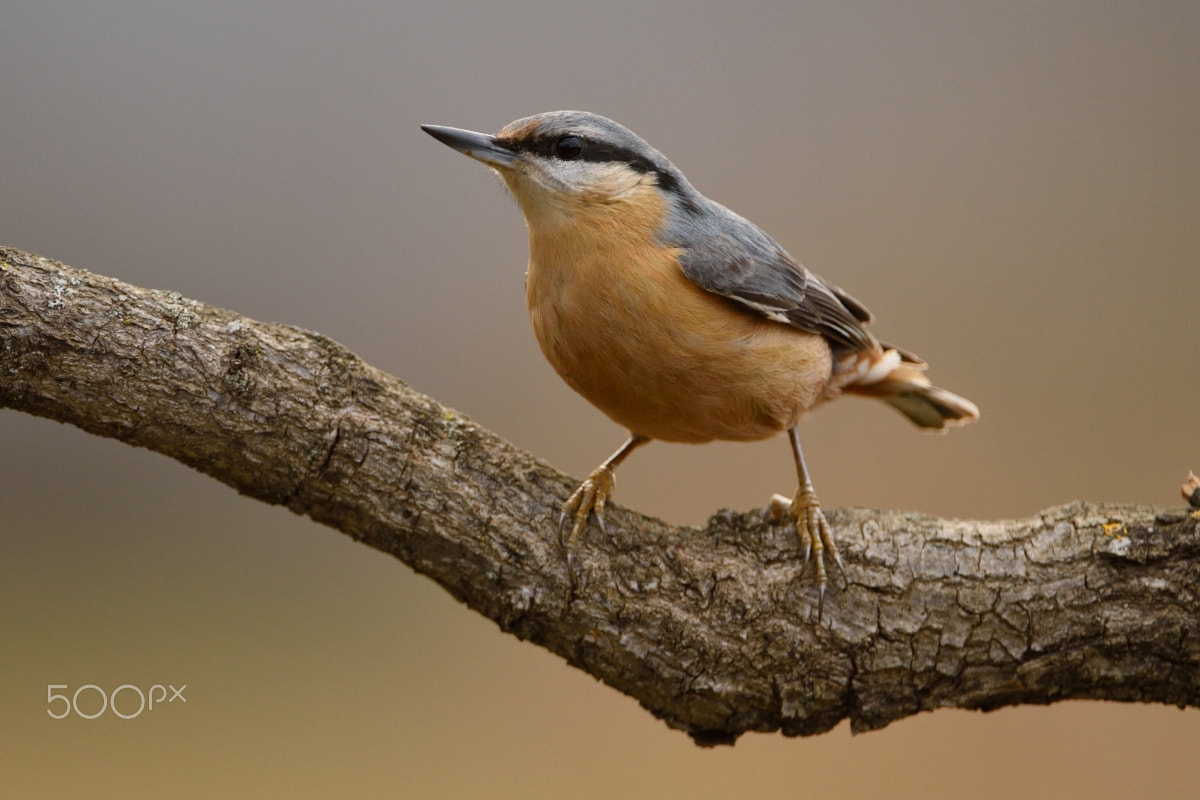 Nikon D810 + Nikon AF-S Nikkor 200-400mm F4G ED-IF VR sample photo. Pica soques blau photography