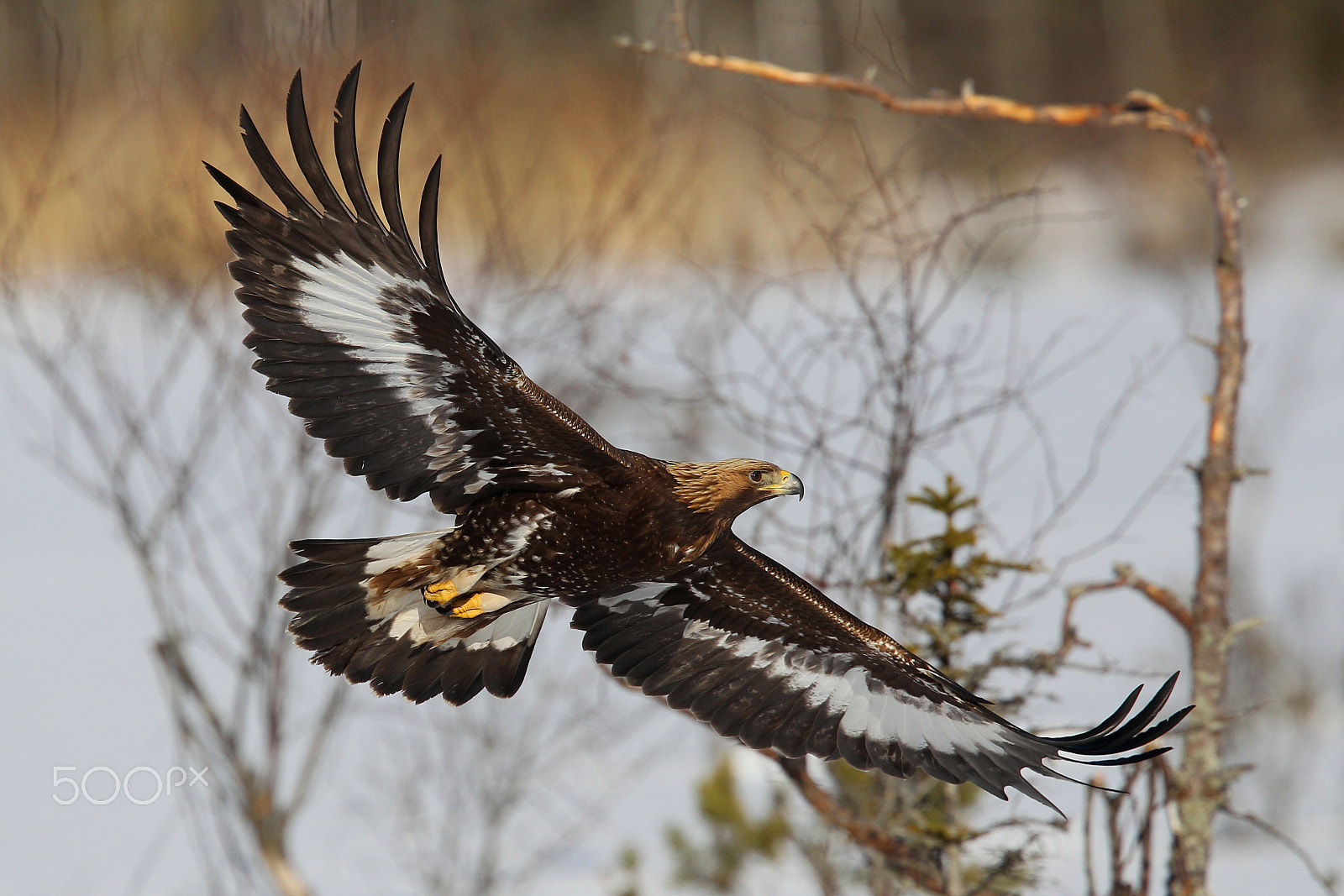 Canon EF 400mm F2.8L IS USM sample photo. Young golden eagle photography