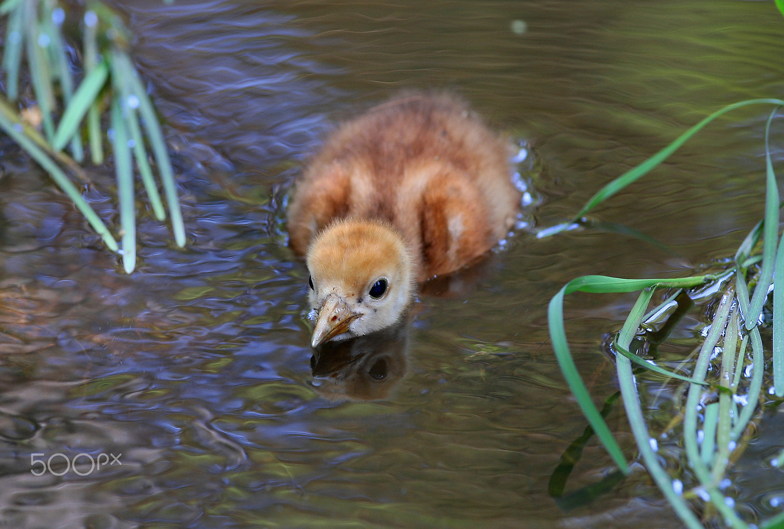Canon EF 300mm F2.8L IS USM sample photo. I`m hiding  in the water photography