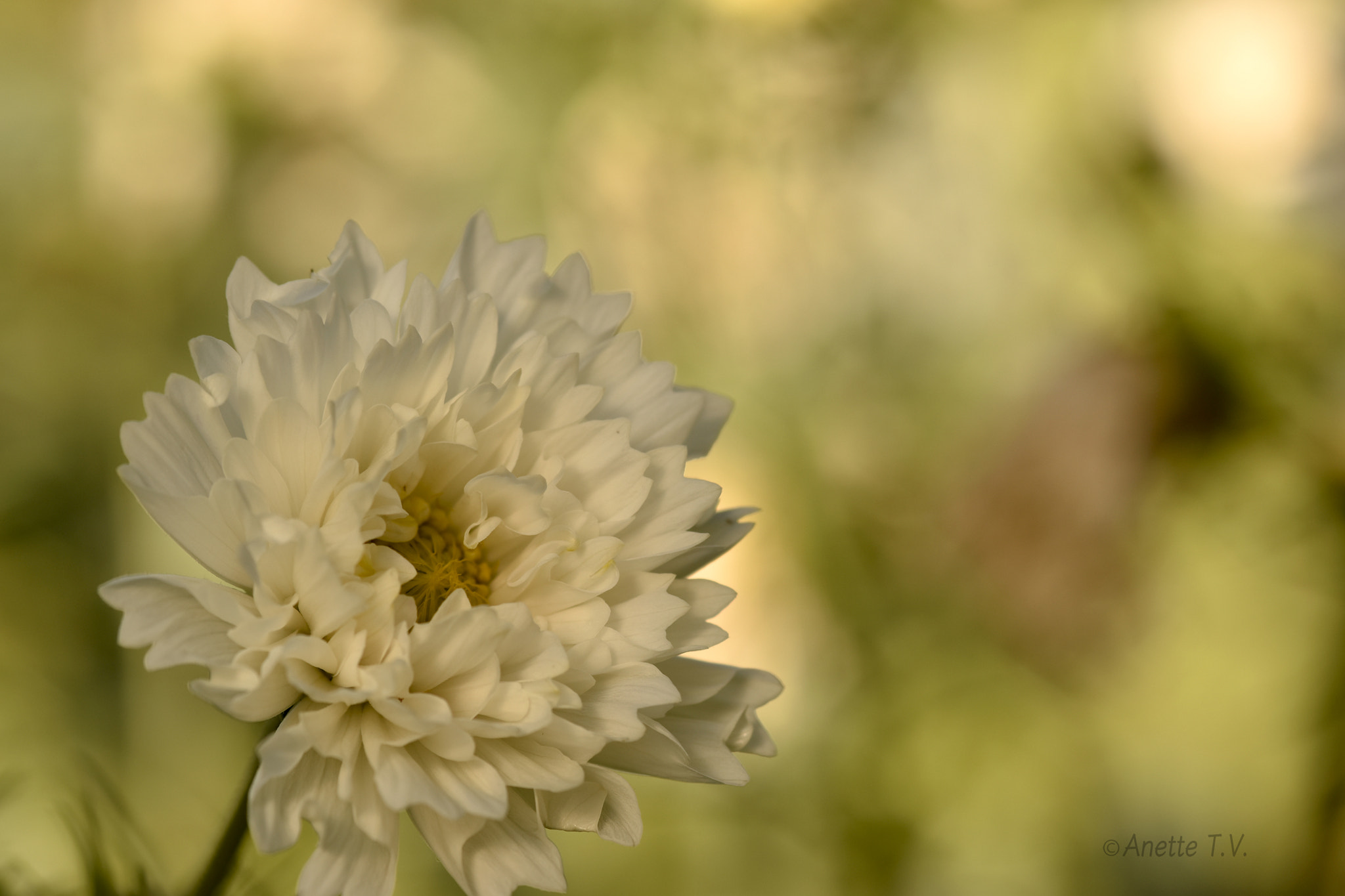 Nikon AF-S Micro-Nikkor 105mm F2.8G IF-ED VR sample photo. Still summer ... photography