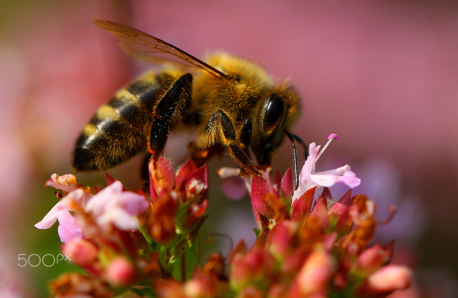 Canon EF 100mm F2.8L Macro IS USM sample photo. The bi on flower photography