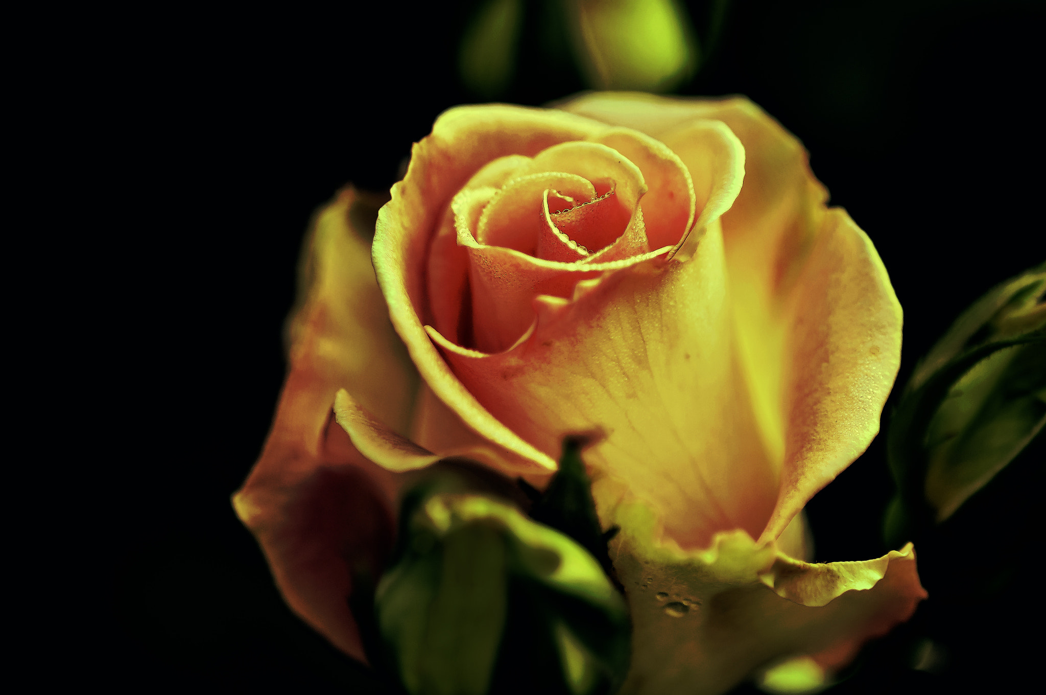 AF Micro-Nikkor 105mm f/2.8 sample photo. Утренняя роса photography