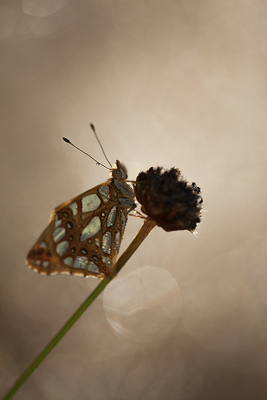 Canon EF 180mm F3.5L Macro USM sample photo. Butterfly in the morning light photography