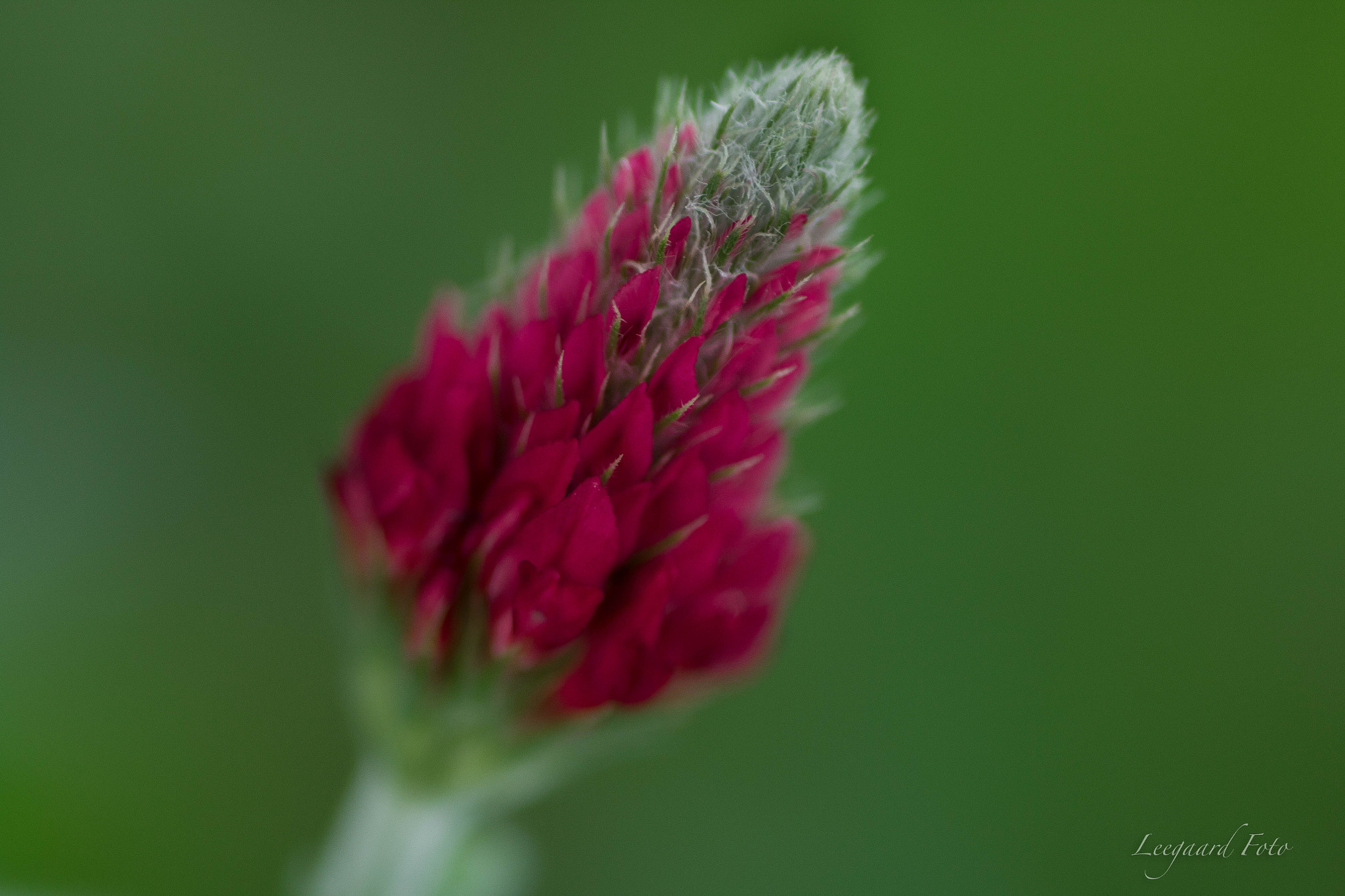 Canon EOS 70D + Tamron SP AF 90mm F2.8 Di Macro sample photo. Pink clover photography