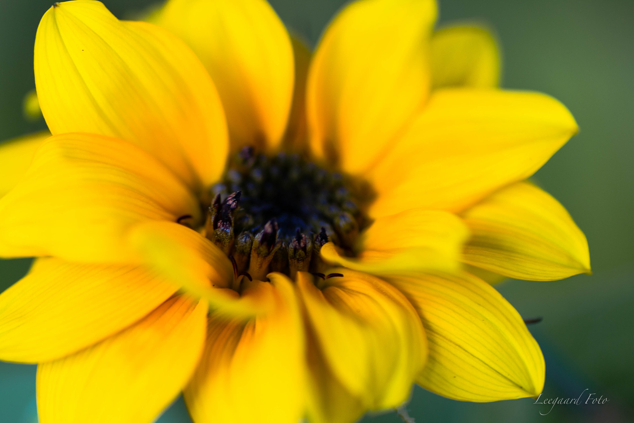 Canon EOS 70D + Tamron SP AF 90mm F2.8 Di Macro sample photo. A little sunflower photography