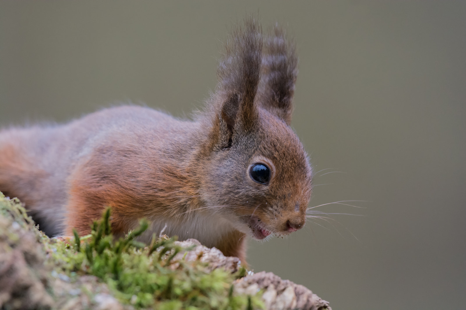 Nikon D7100 + Nikon AF-S Nikkor 500mm F4G ED VR sample photo. Eekhoorn - belgian squirrel photography