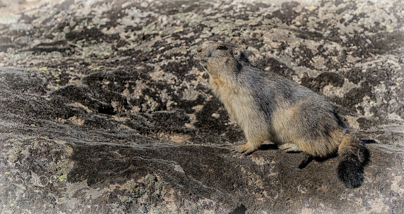 Canon EF 300mm f/2.8L + 1.4x sample photo. Marmotte photography