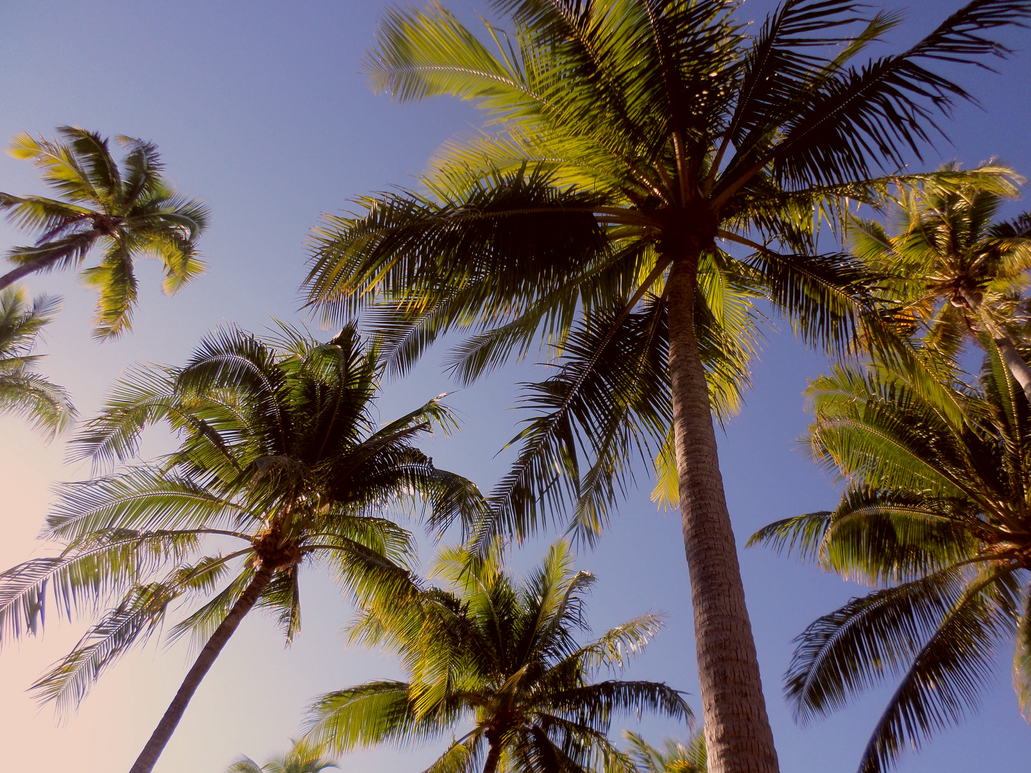 Samsung DV150F/DV151F/DV155F sample photo. Coconut in tahiti photography