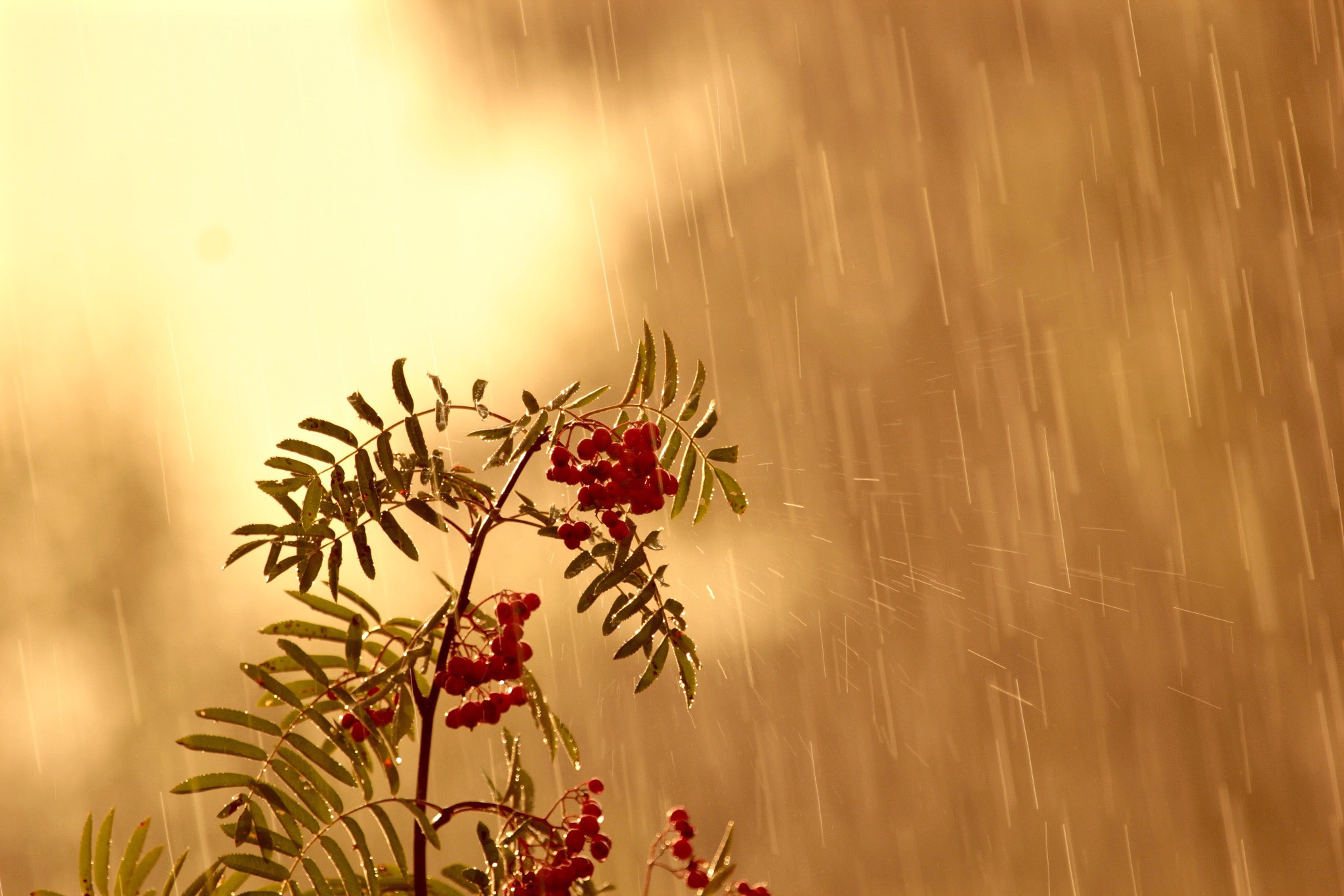 Canon EF 100-400mm F4.5-5.6L IS USM sample photo. Summer evening in finland:) photography